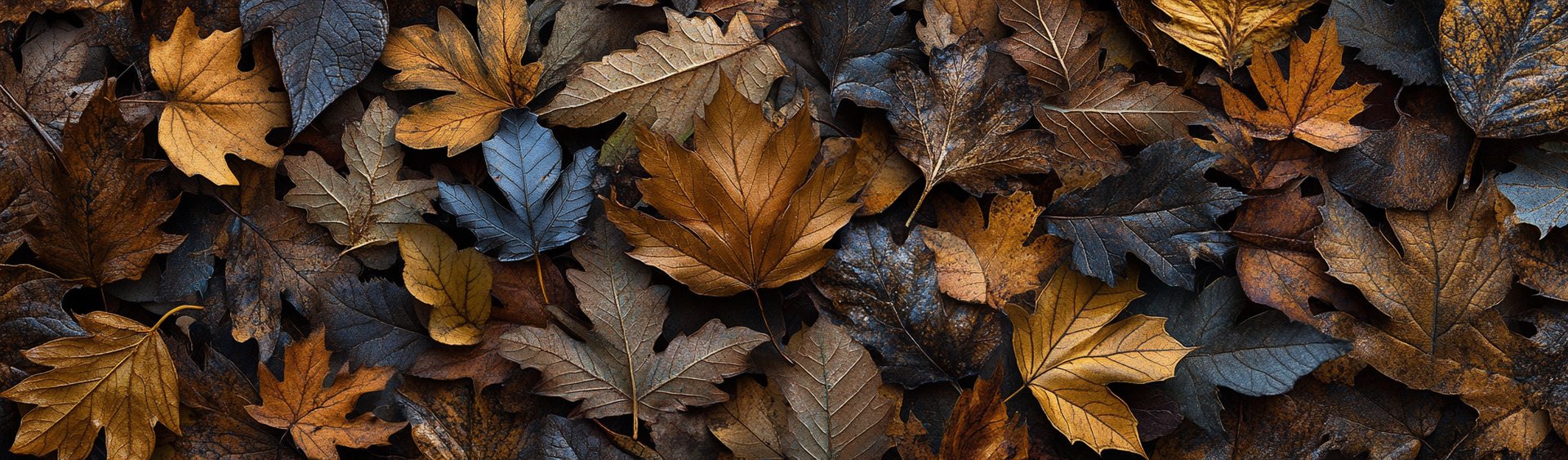 Autumn Leaves background