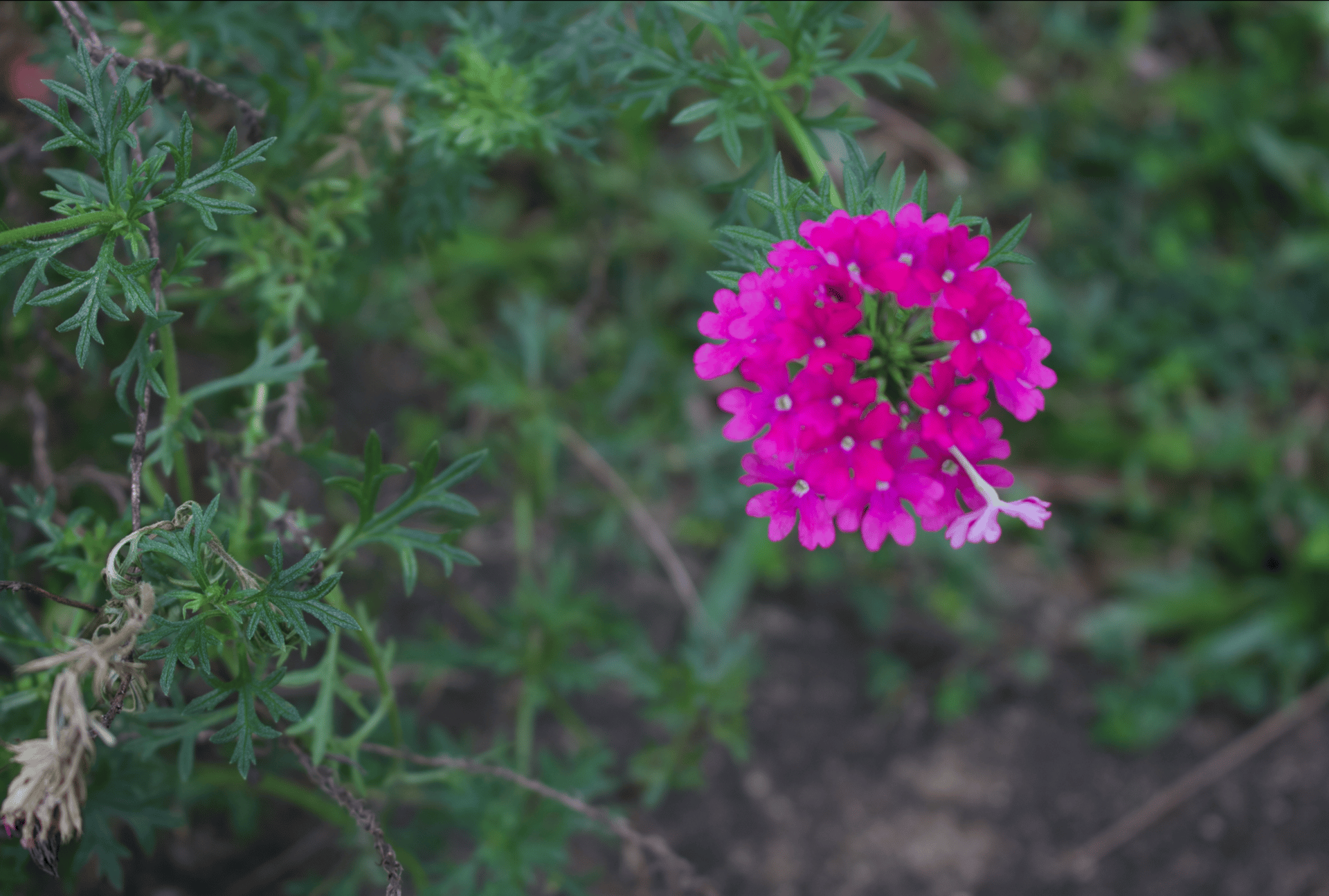 a close up of a purple flower on a plant