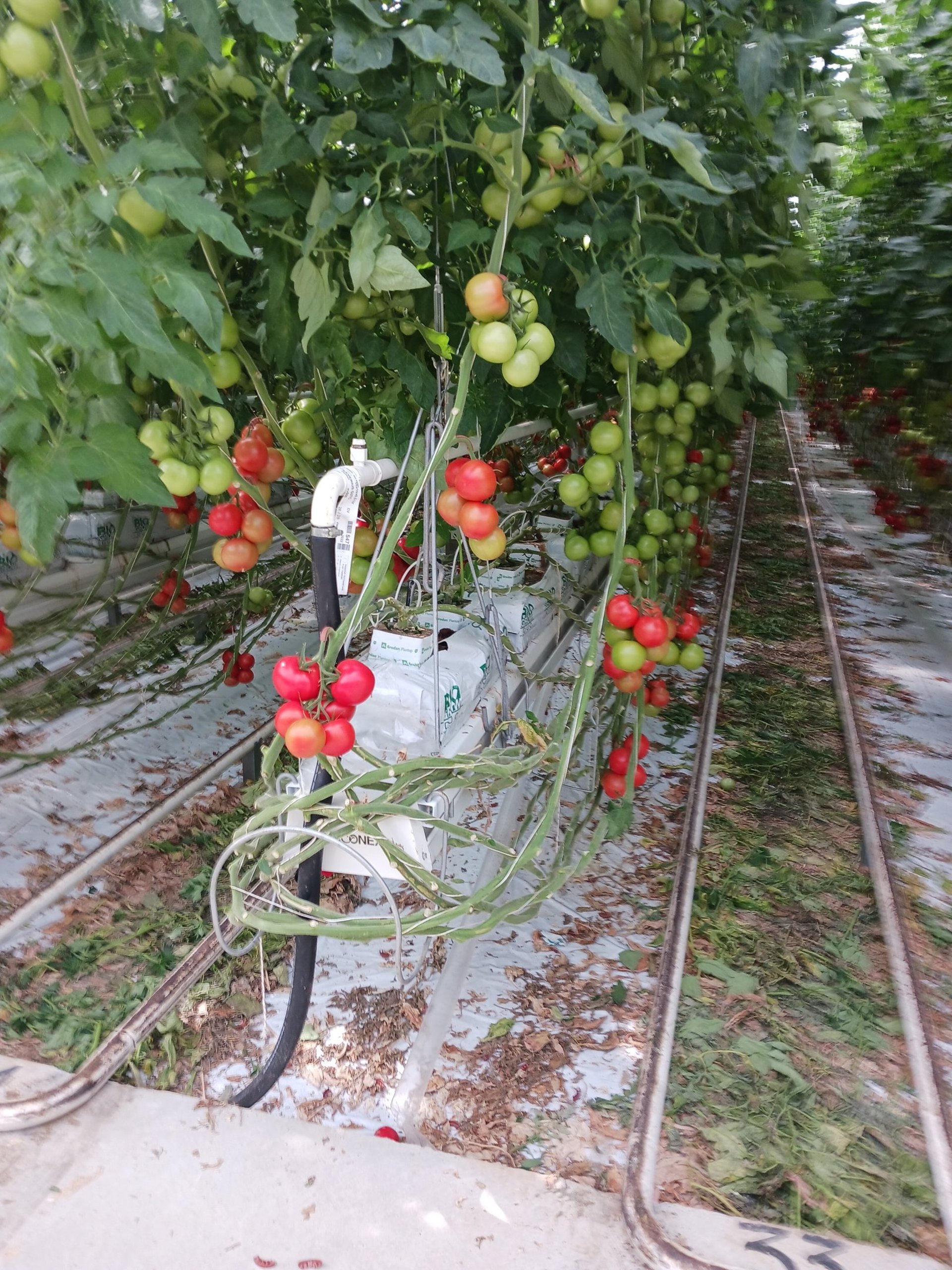 black and white bed linen