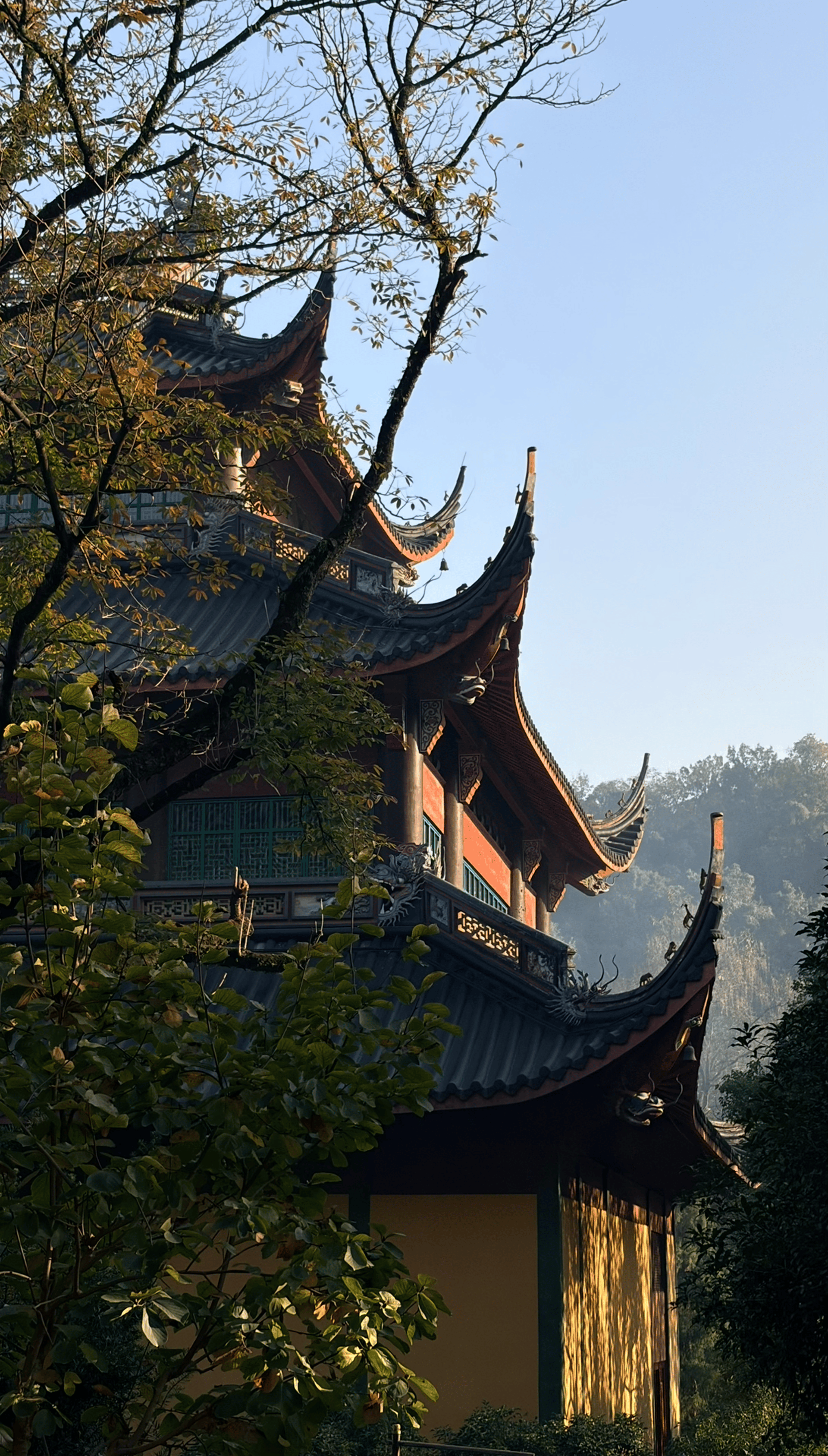 coconut tree on beach
