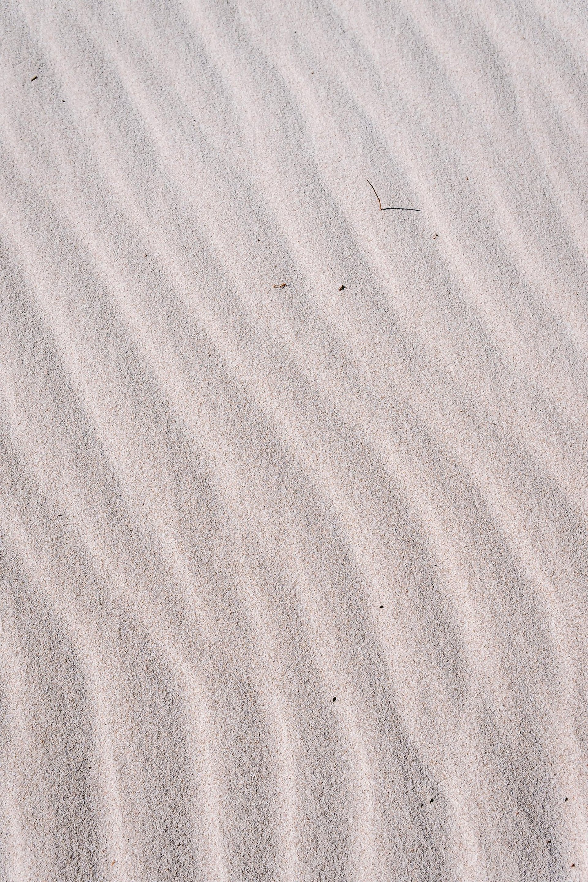 A bird is standing on the sand of a beach