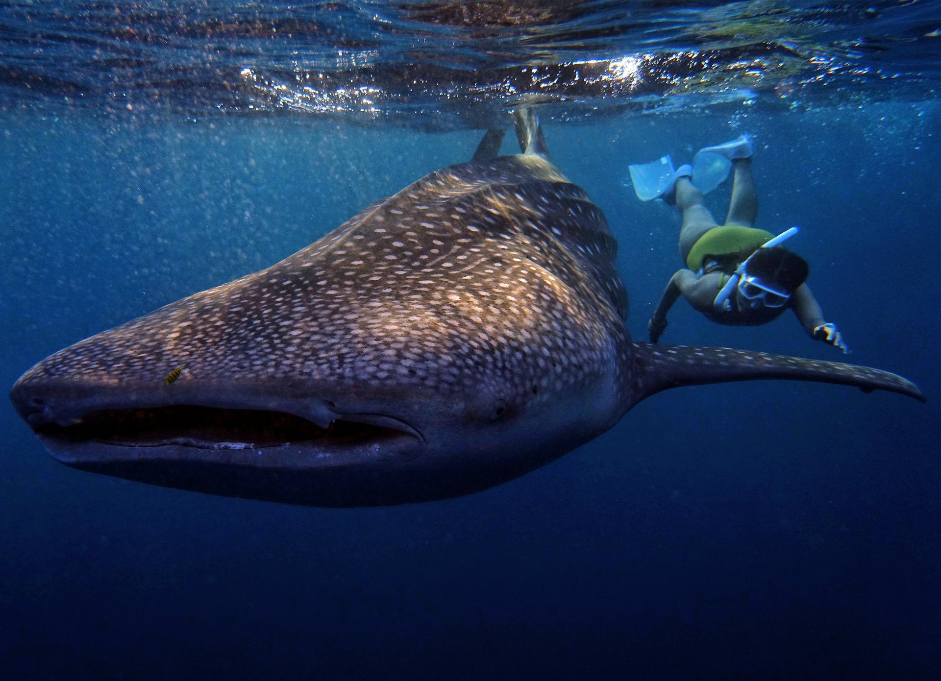 Nage avec les requins baleines excursion
