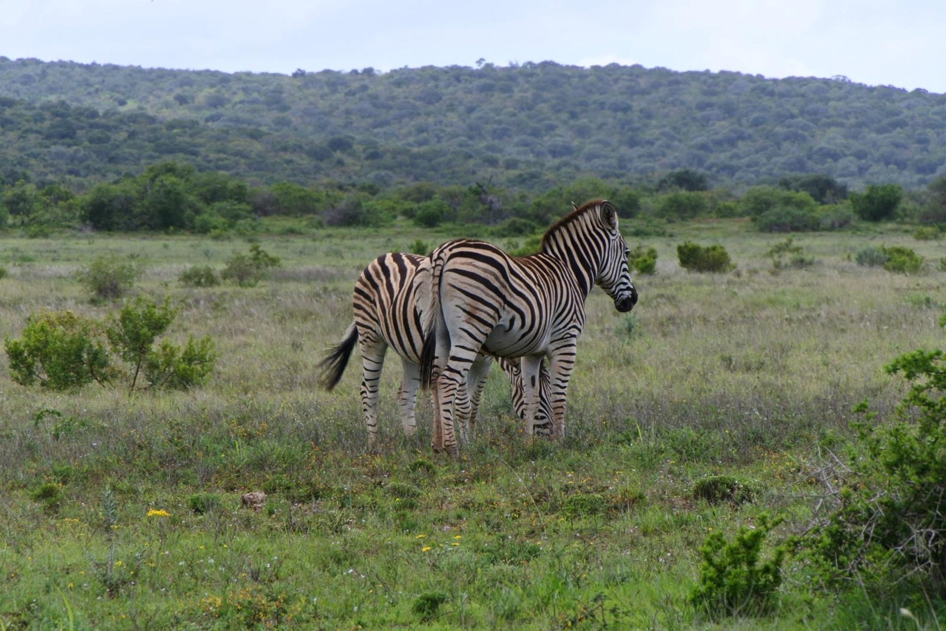 brown grass field under white sky during daytime