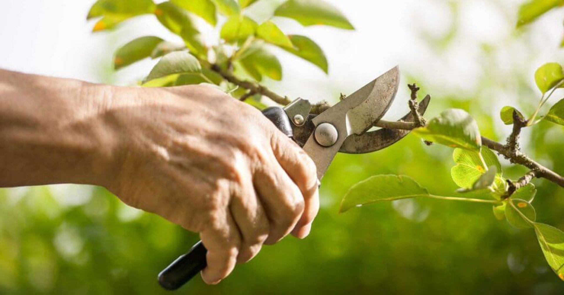 Prořez jabloně - jarní zmlazovací střih