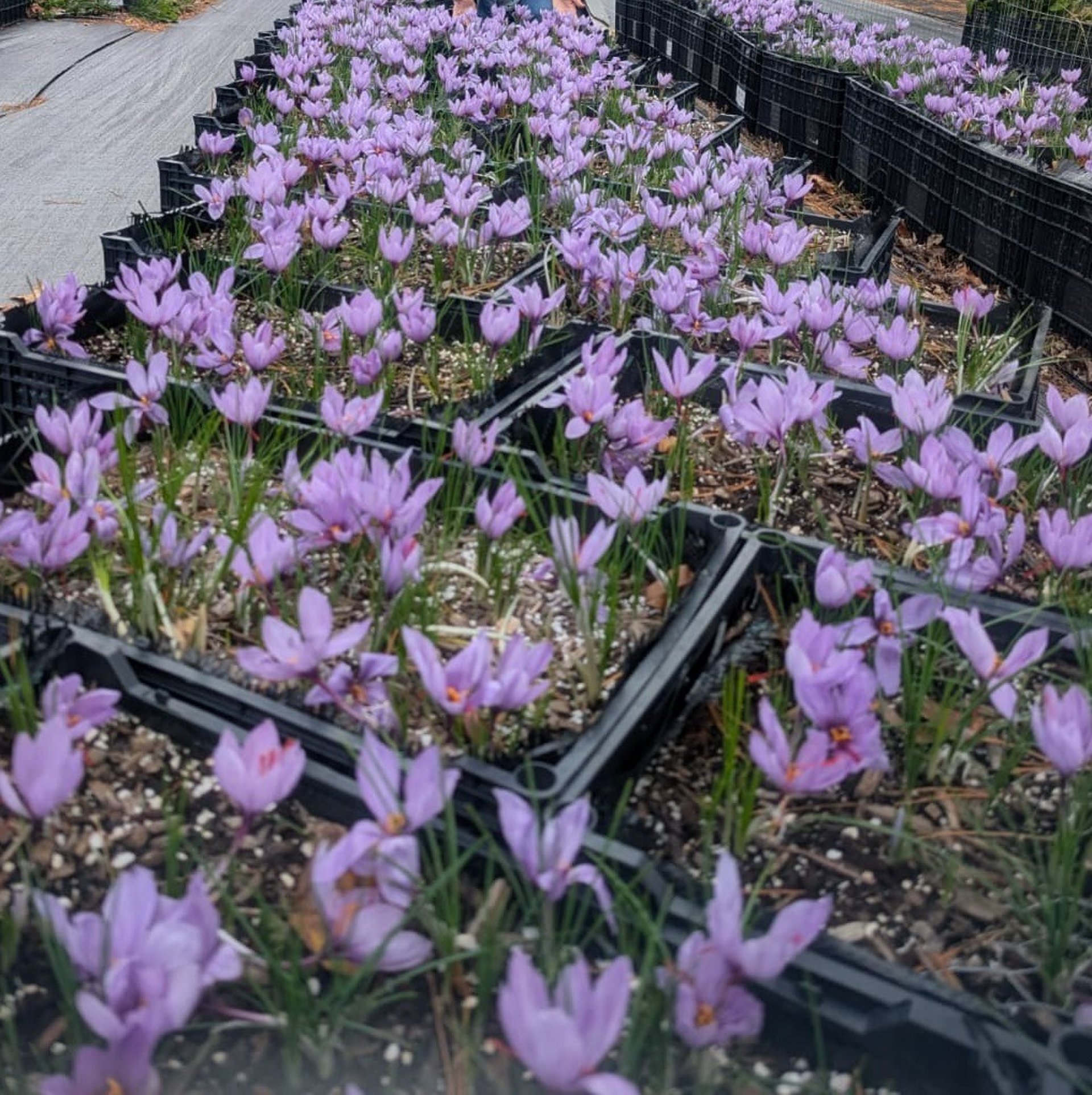 yellow and pink flower in tilt shift lens