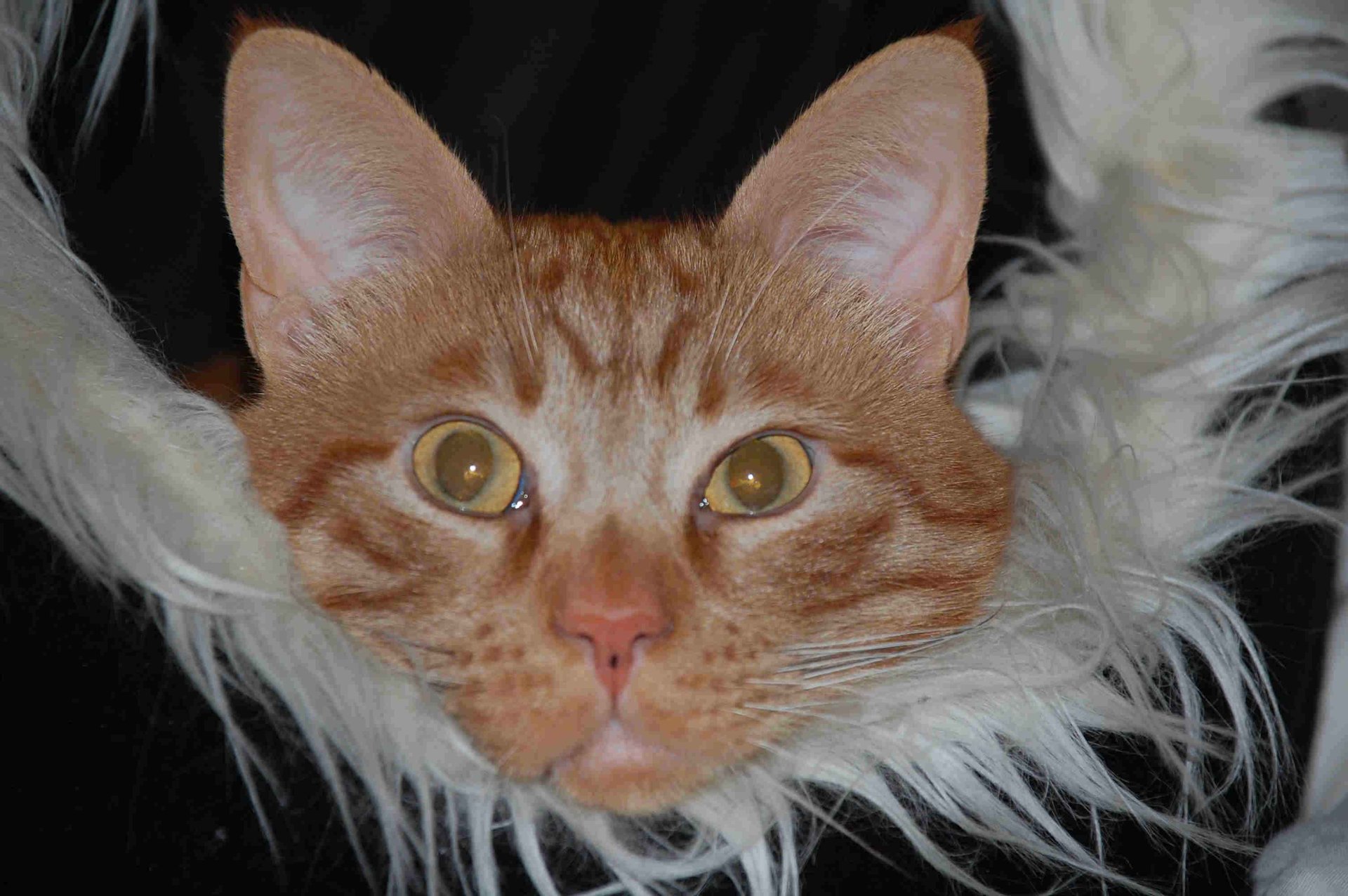 Pet cat in a basket smartlivingcoach.com