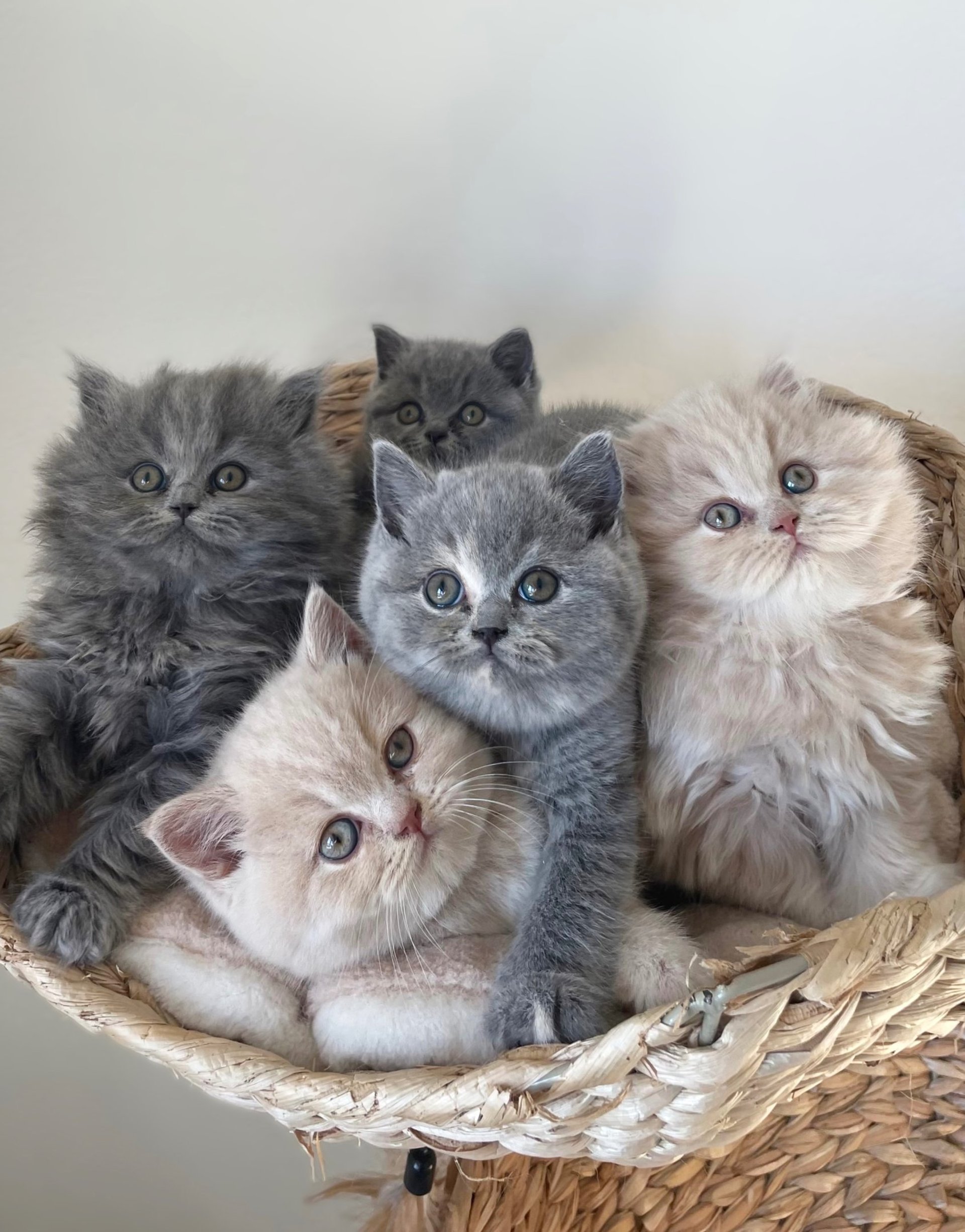 black blue and yellow textile