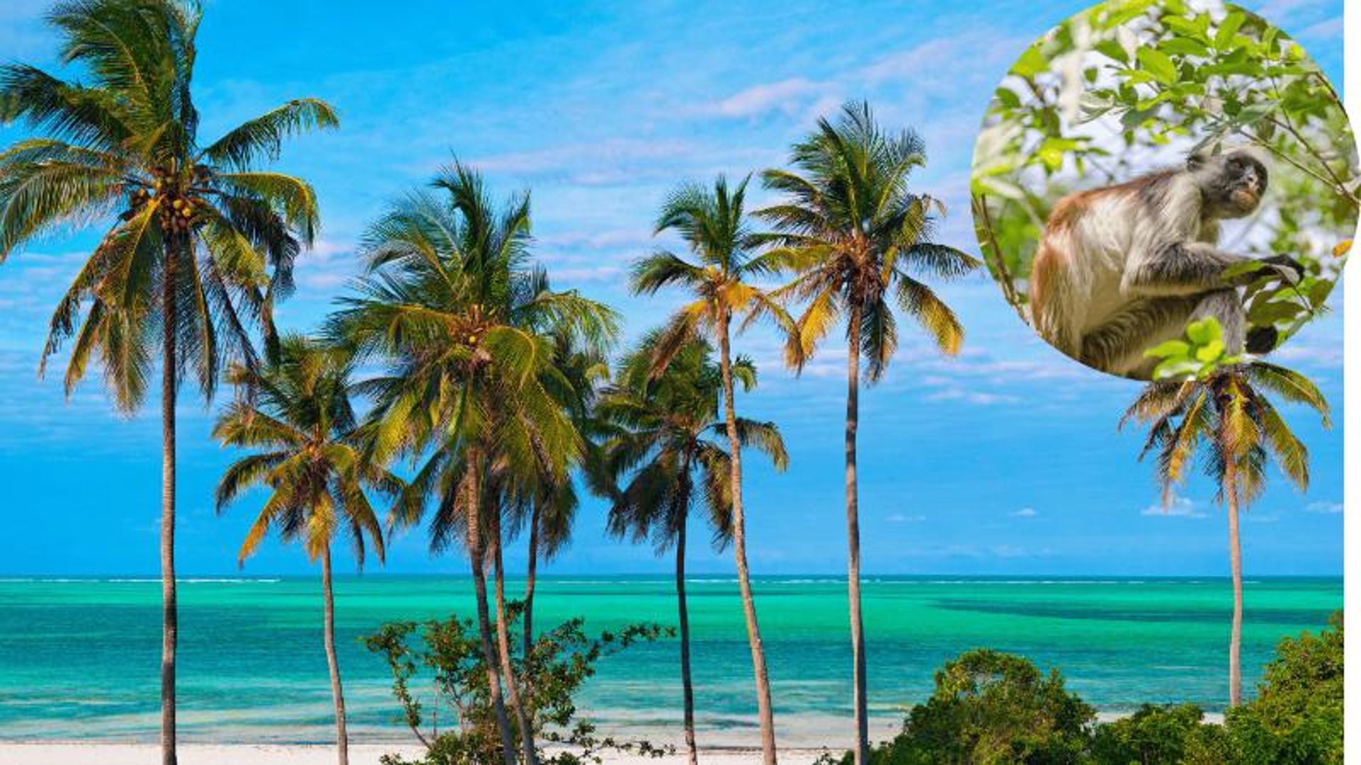 Beautiful tropical Zanzibar beach with palm trees, ideal for tourists and beach holidays