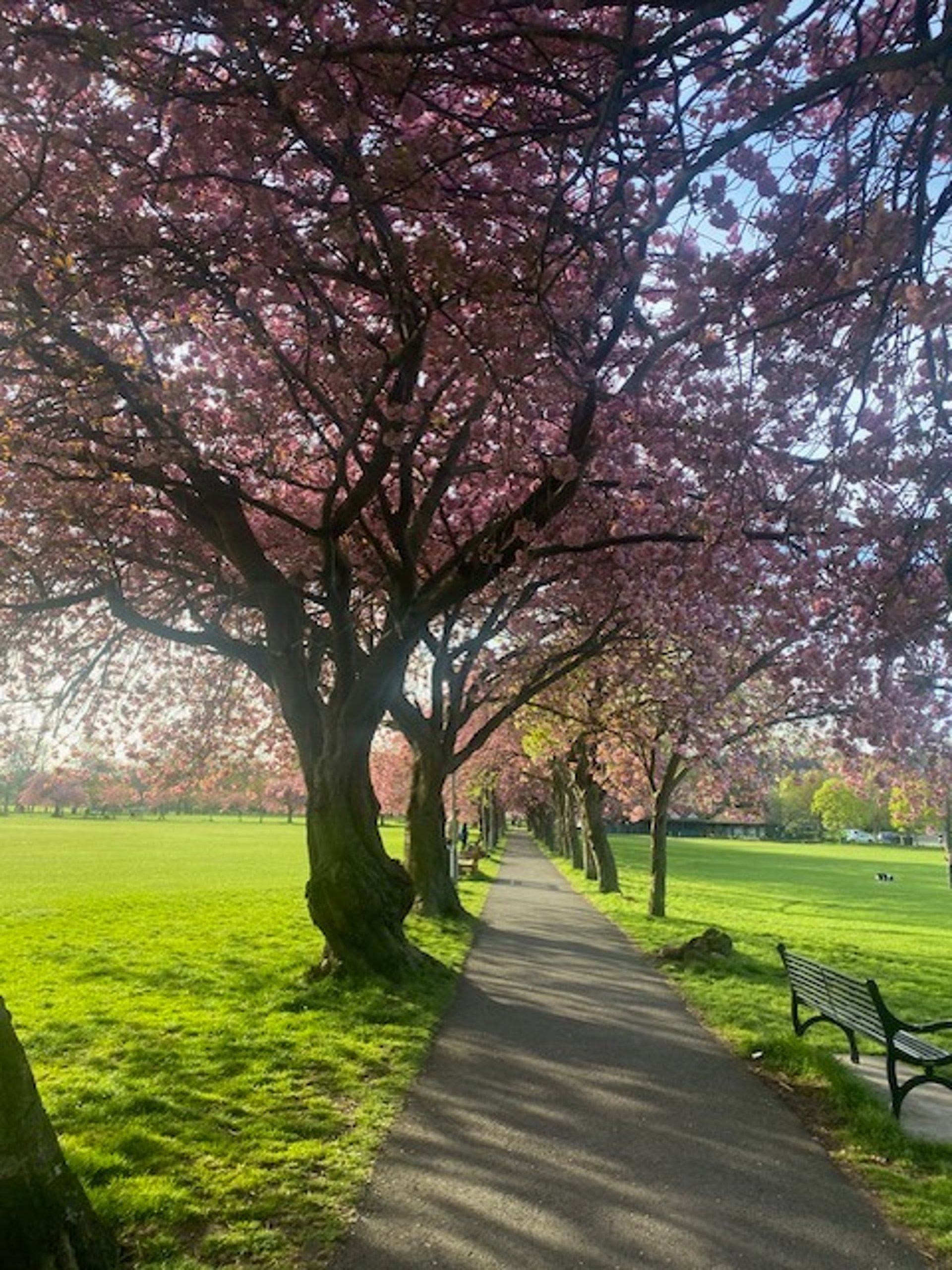gray computer monitor