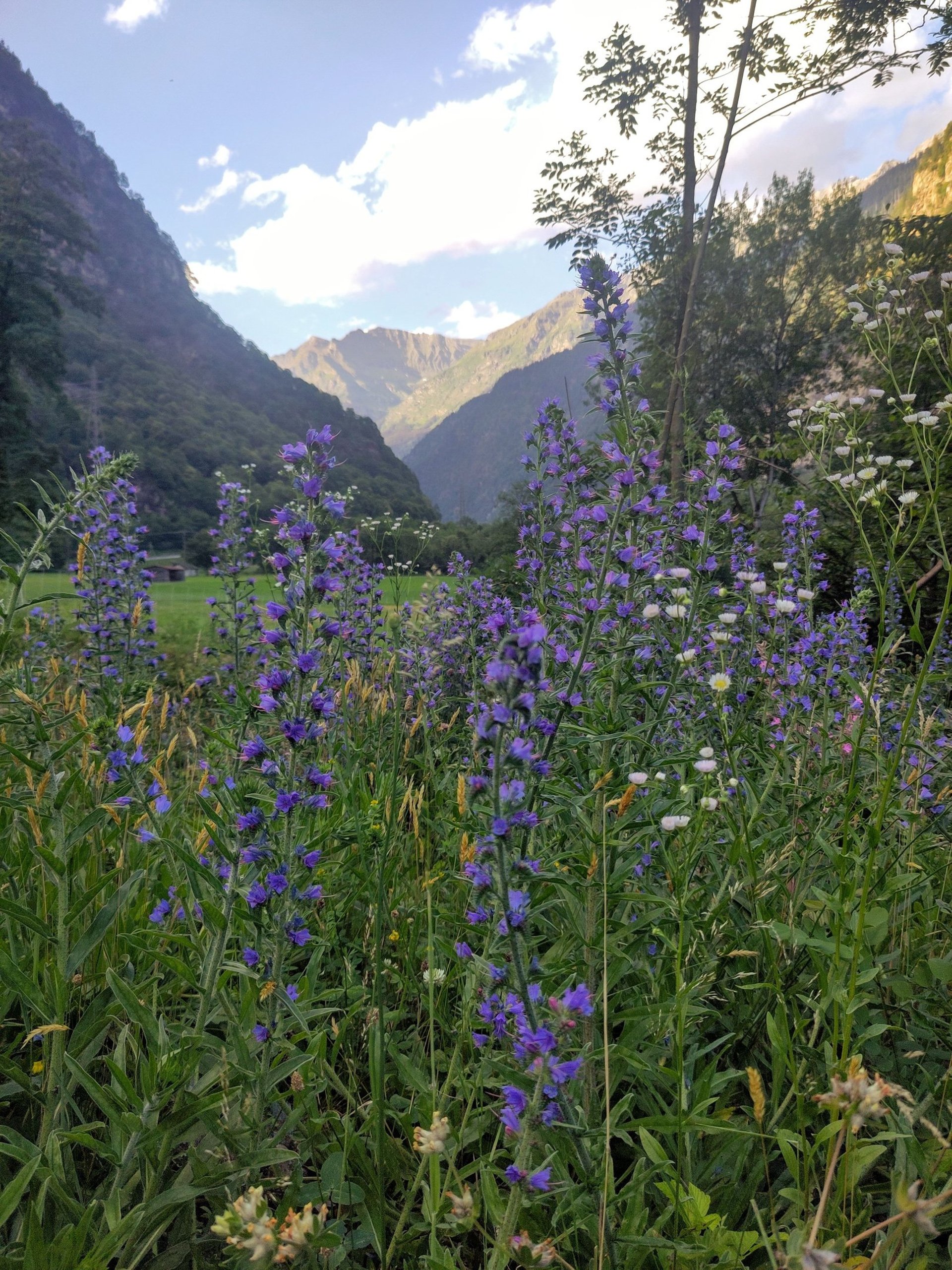 a close up of a blue flower in a field