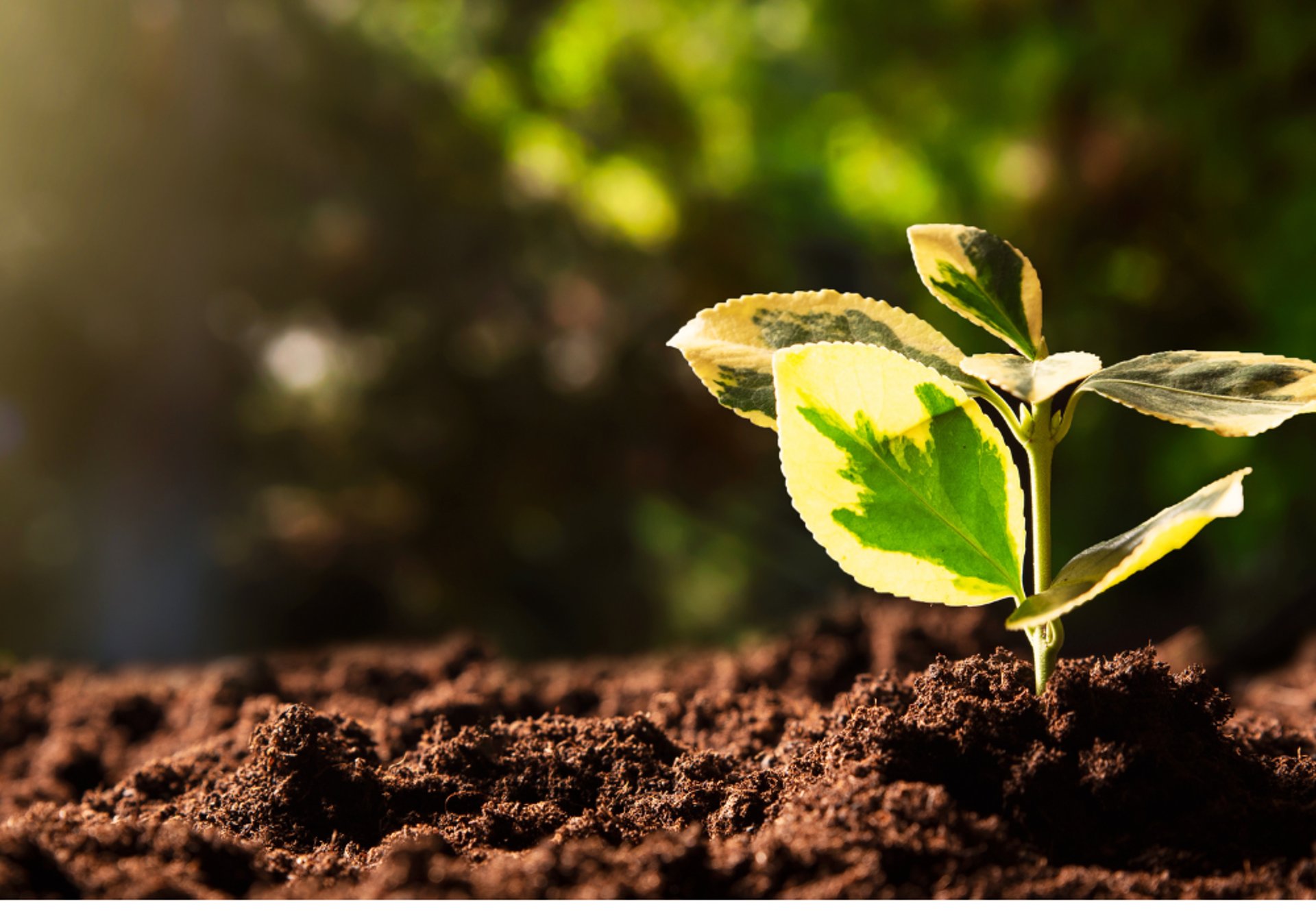Magic Keyboard beside mug and click pen
