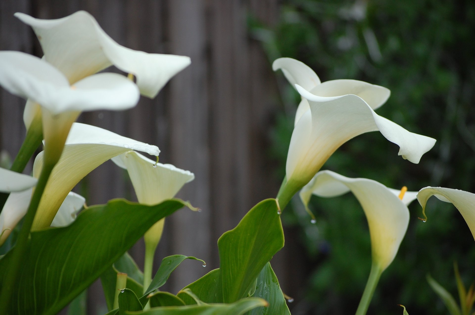 Real, white calla lillies in full bloom along a wooden fence line 