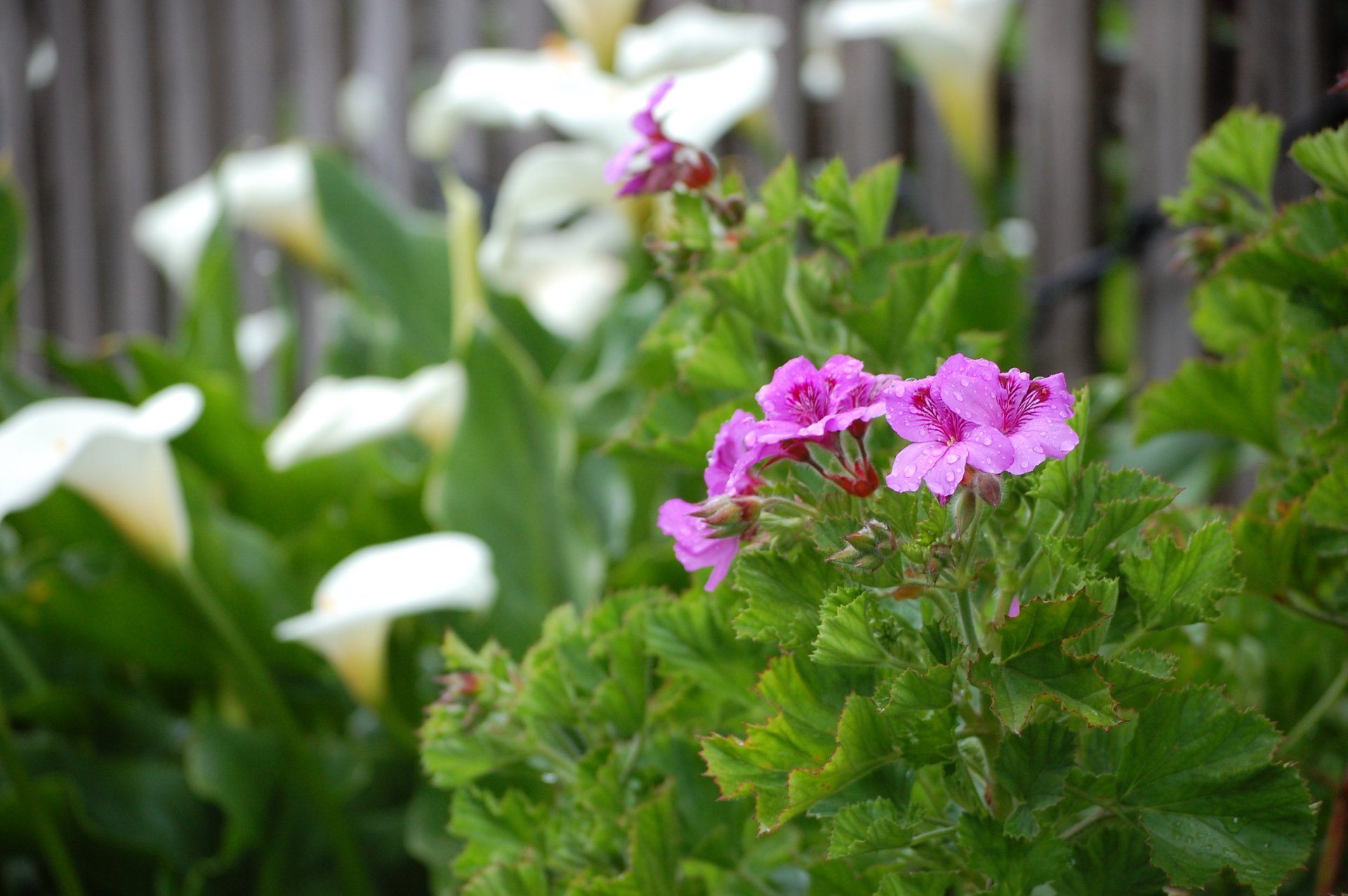 A real, naturally growing lavender pink flower with raindrops on it and calla lillies in the background along a wooden fence