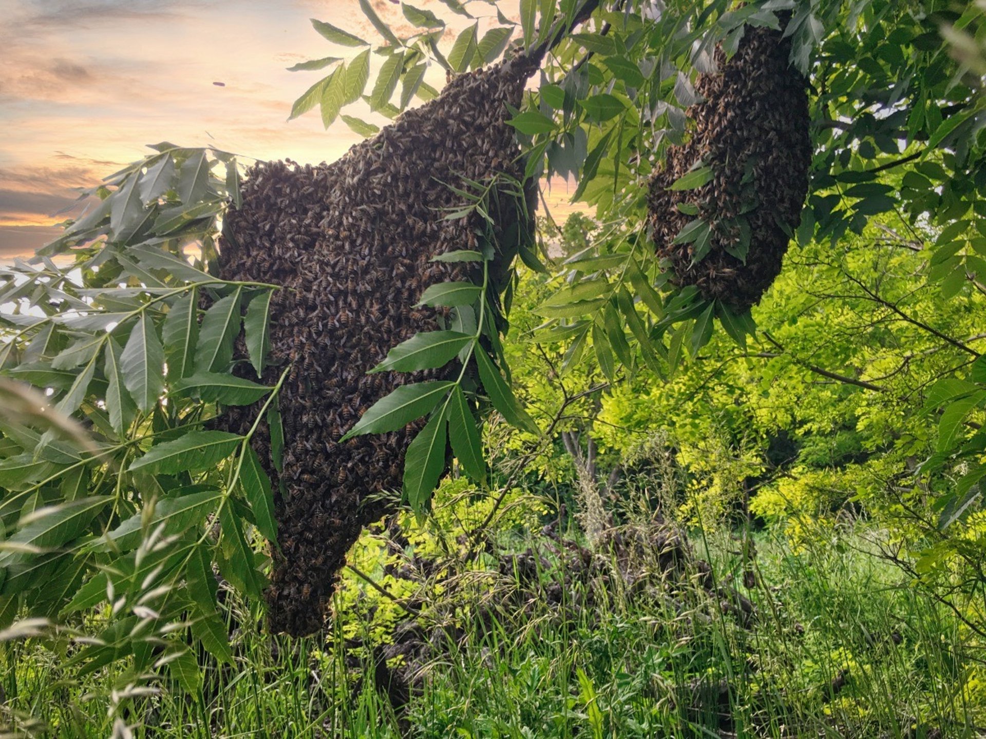 Bienenschwarm in einem Ast von einem Baum