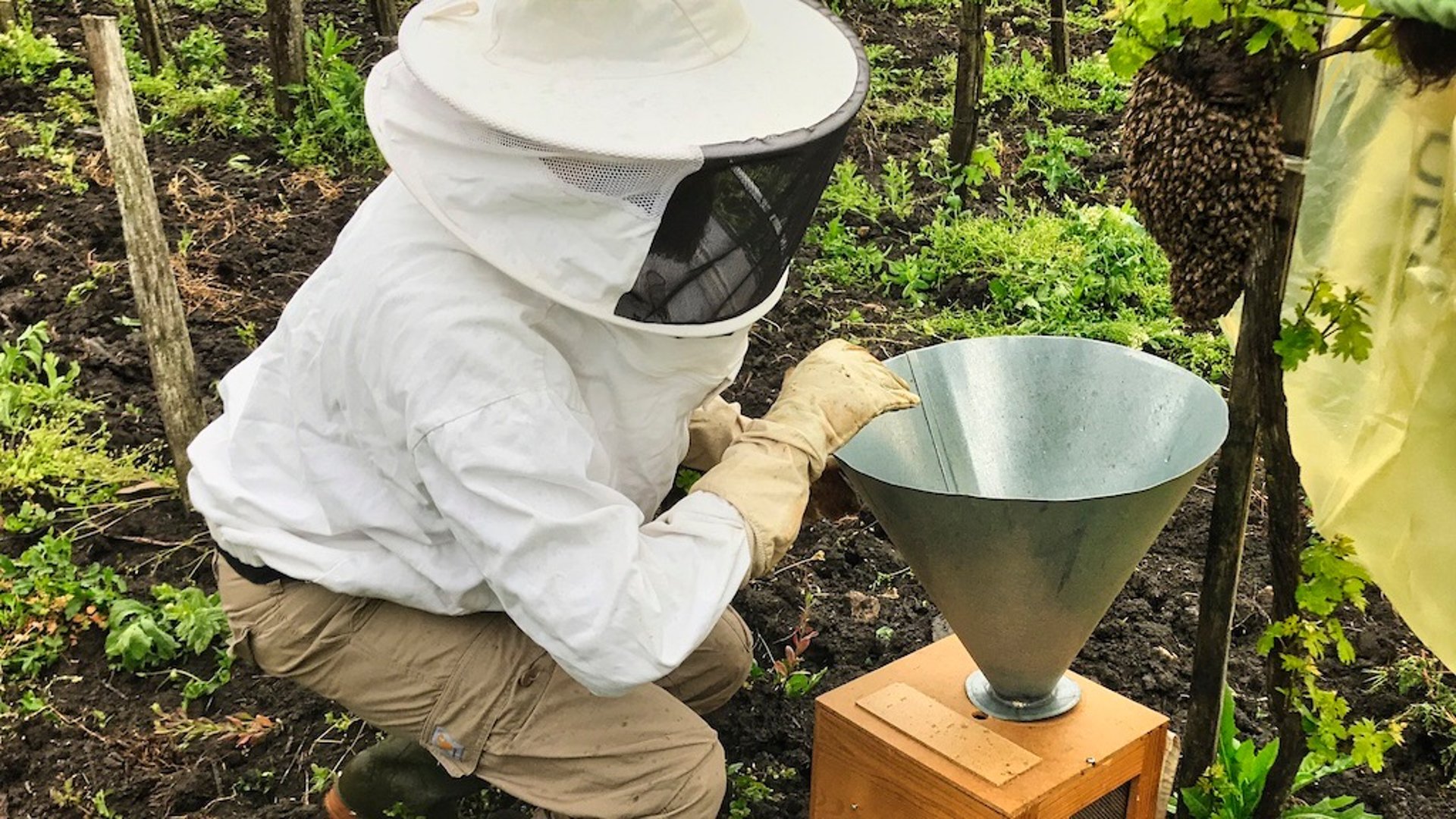 Bienenschwarm im Weingarten