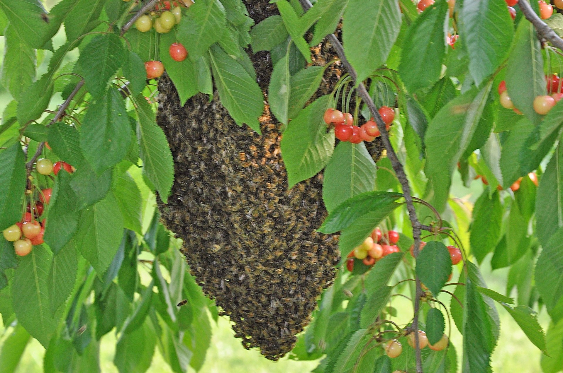 Bienenschwarm im Kirschbaum im Jahr 2008