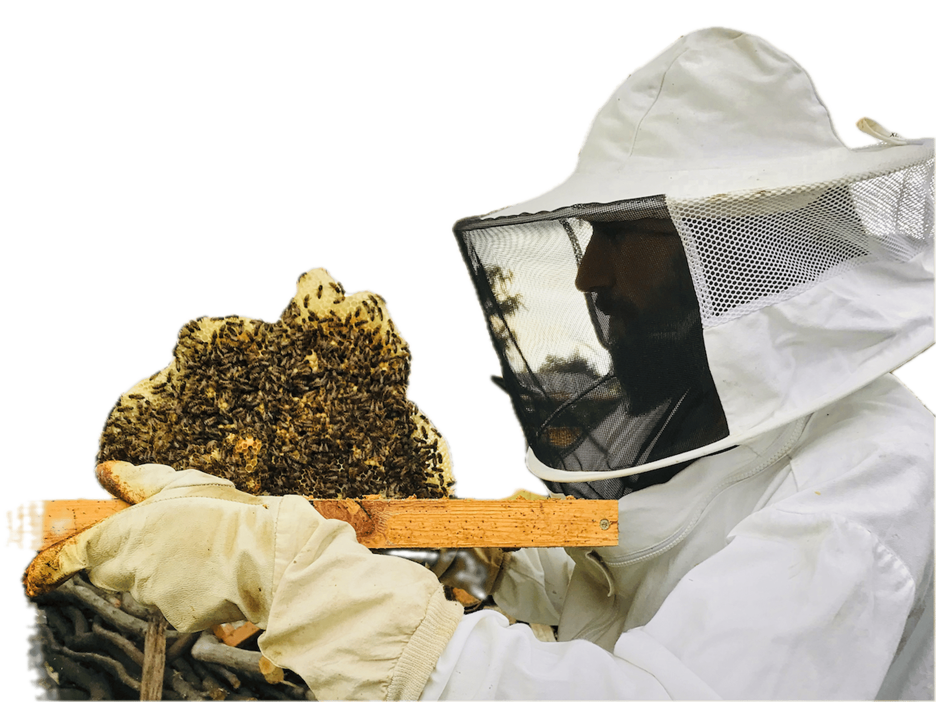 Waben-Wildbau mit Bienen