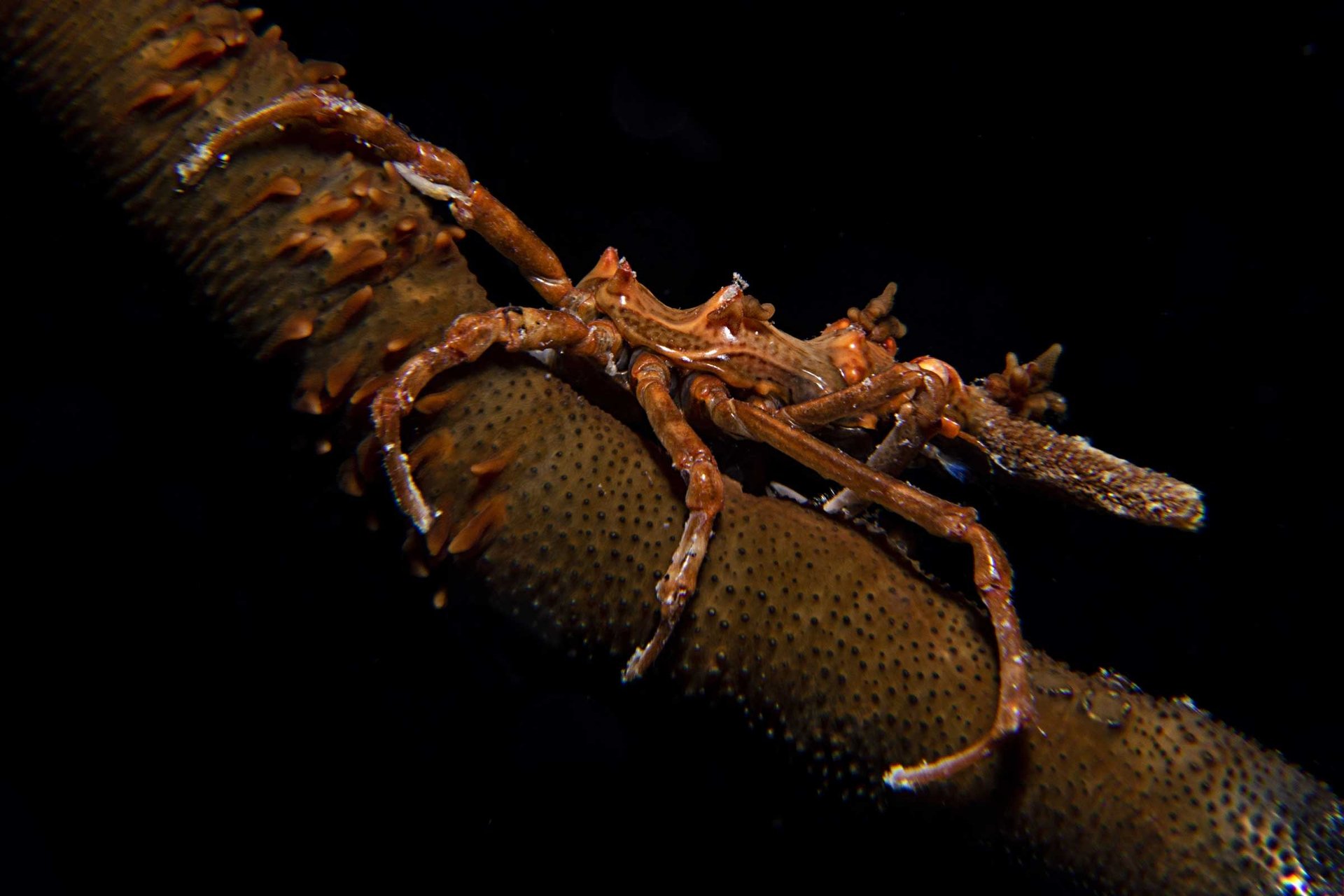 an orange and white clownfish hiding in a sea anemone