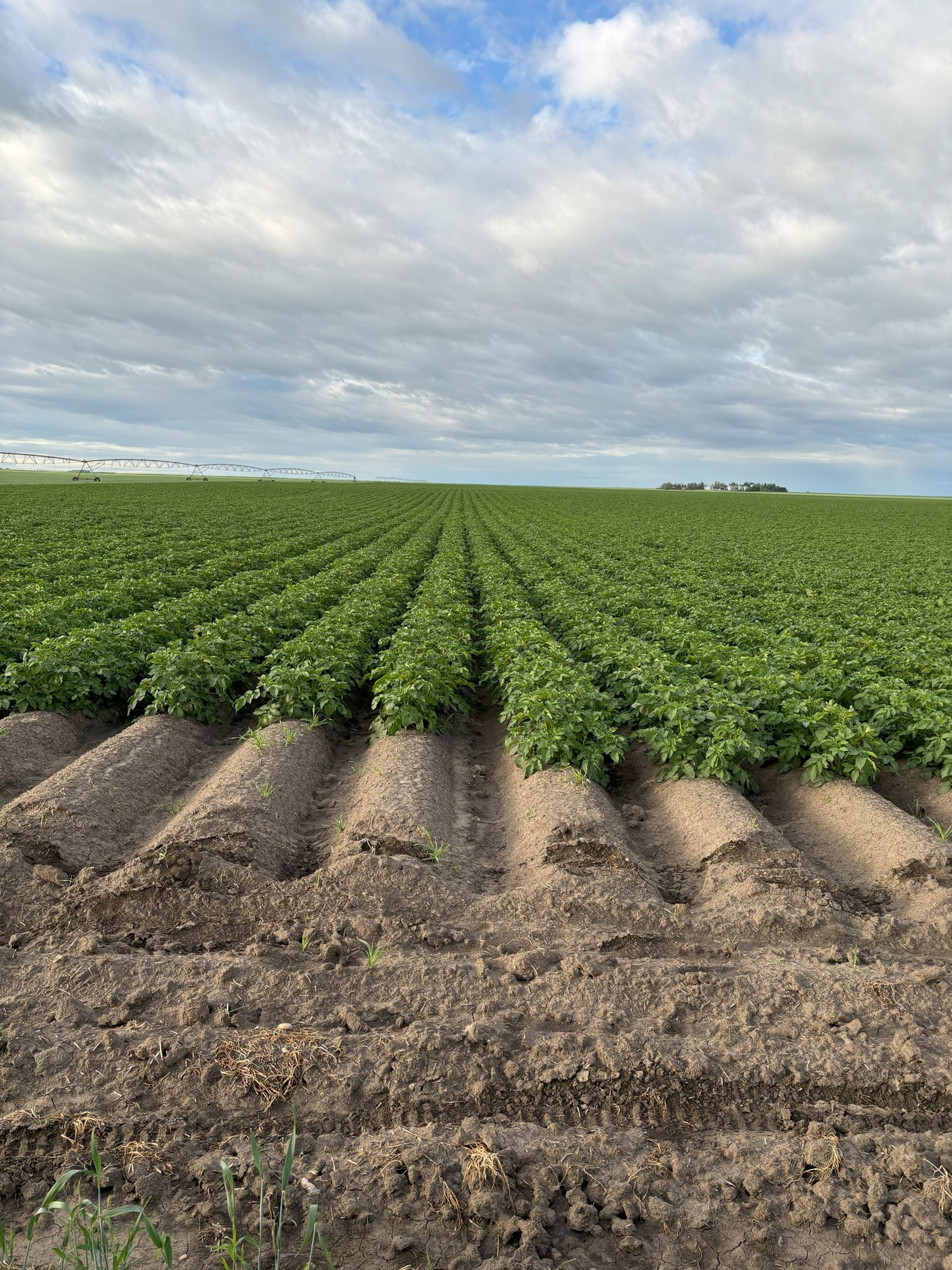 image of healthy potato field