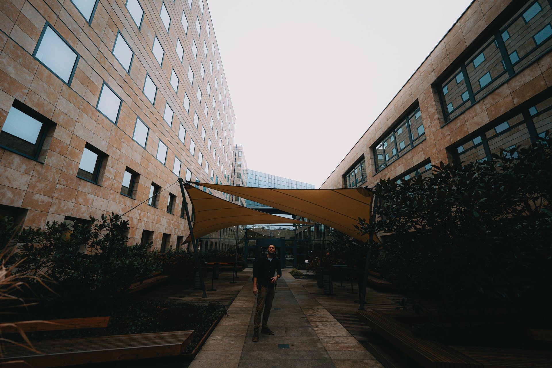 green forest with fogs