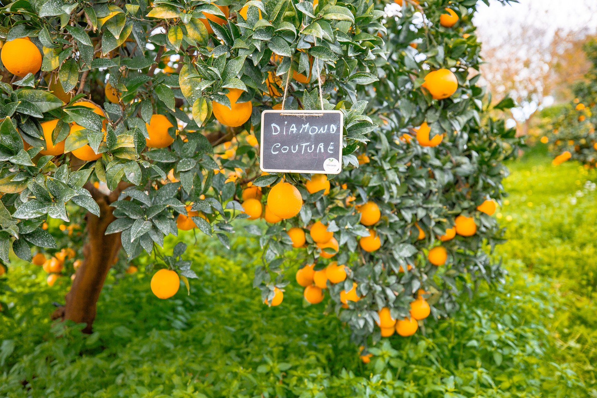 bunch of orange fruits