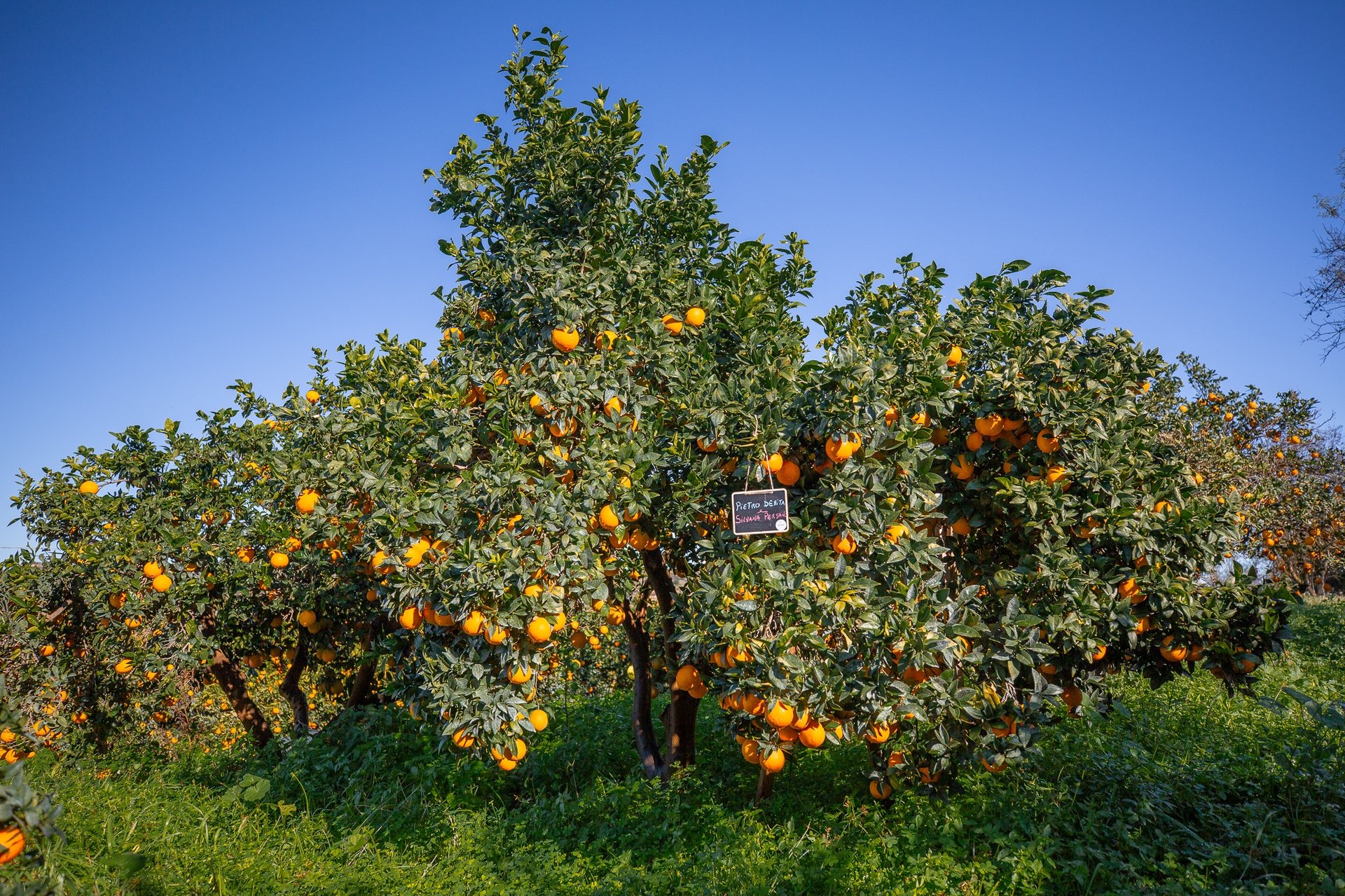 bunch of orange fruits
