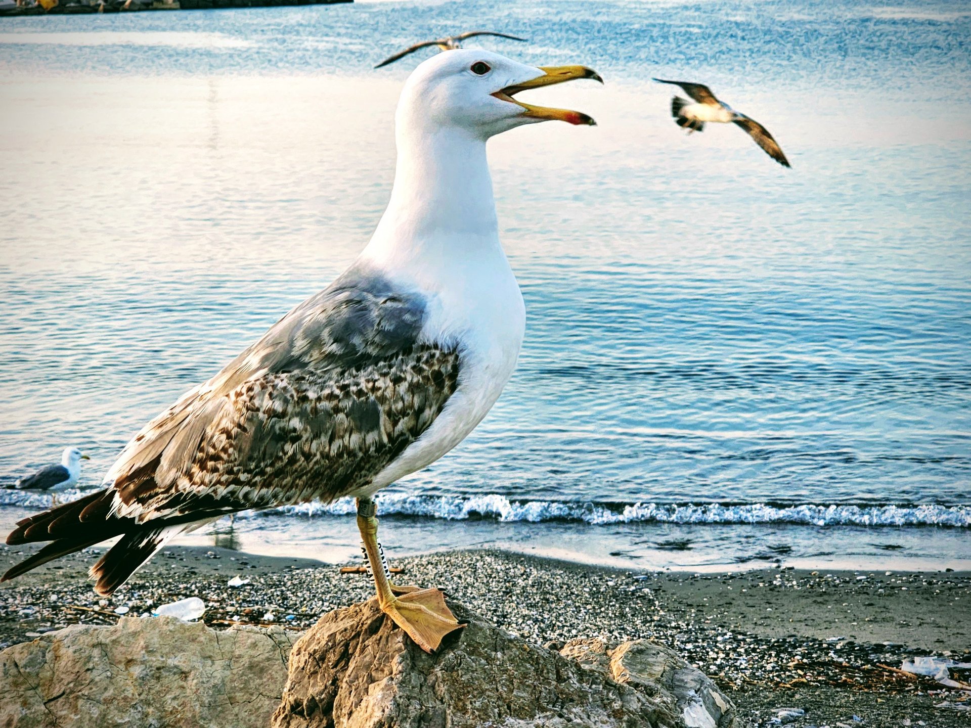 black and white bed linen