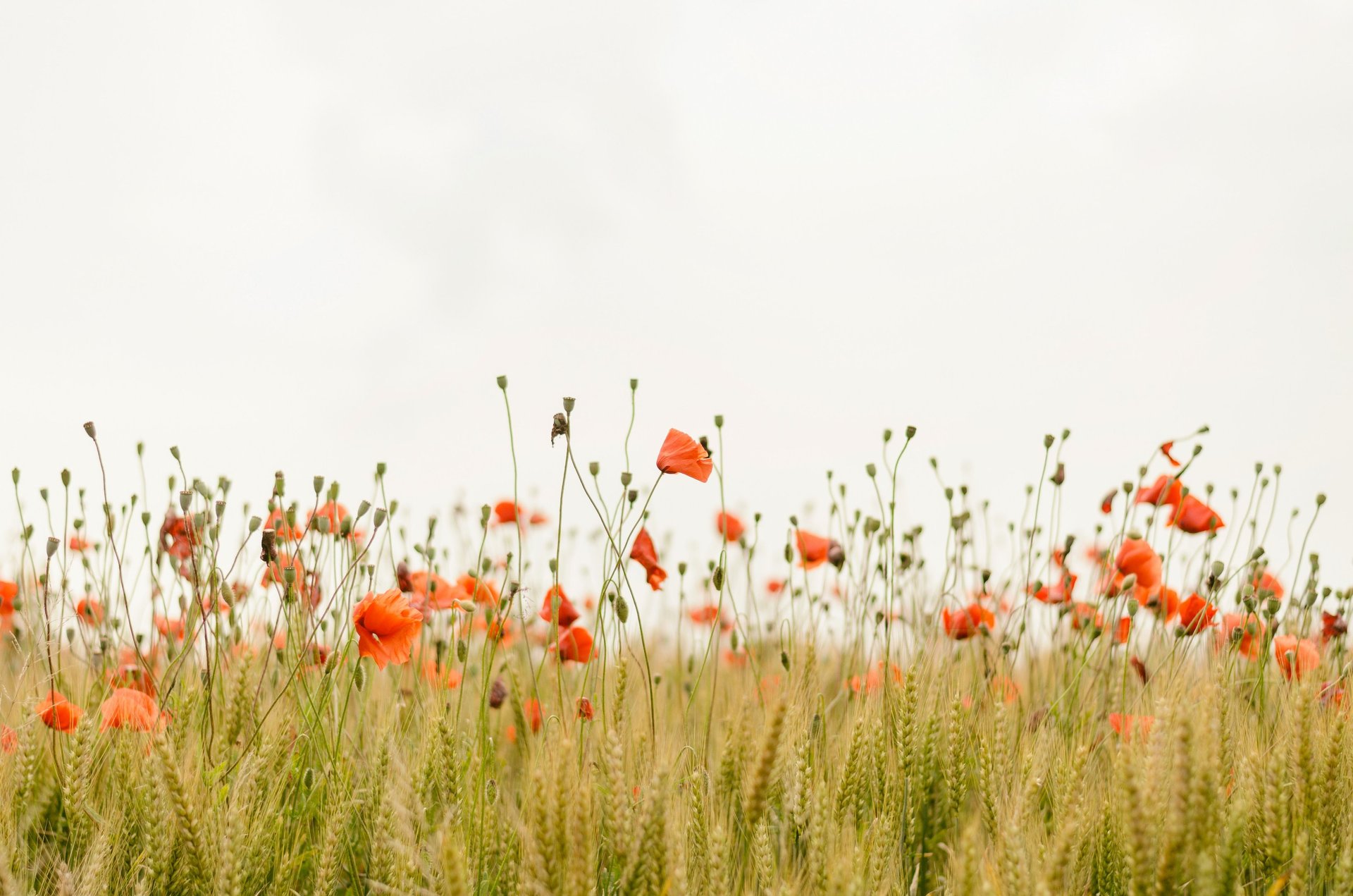 lavender flower field blooms at daytime