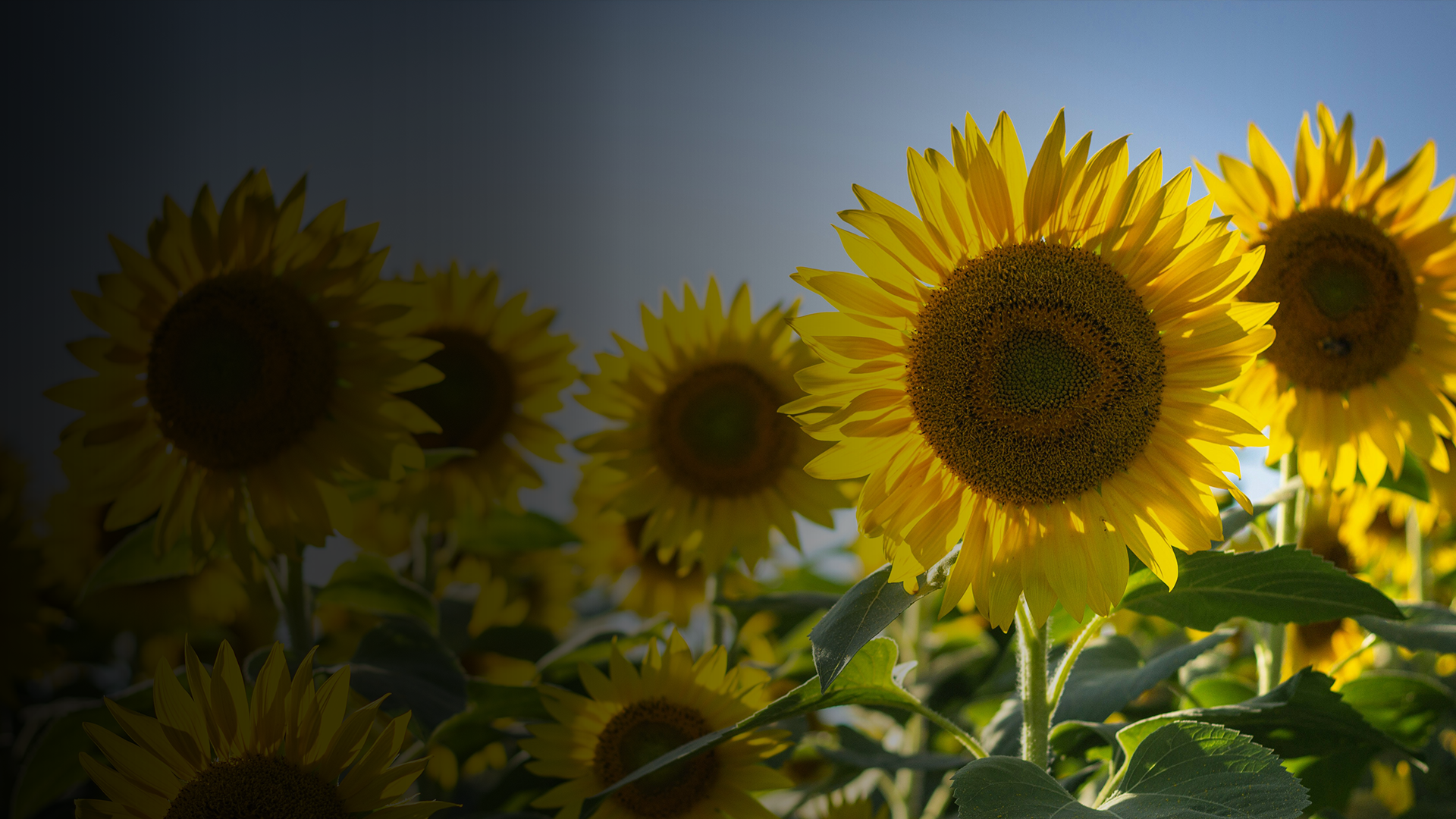 an abstract photo of a curved building with a blue sky in the background