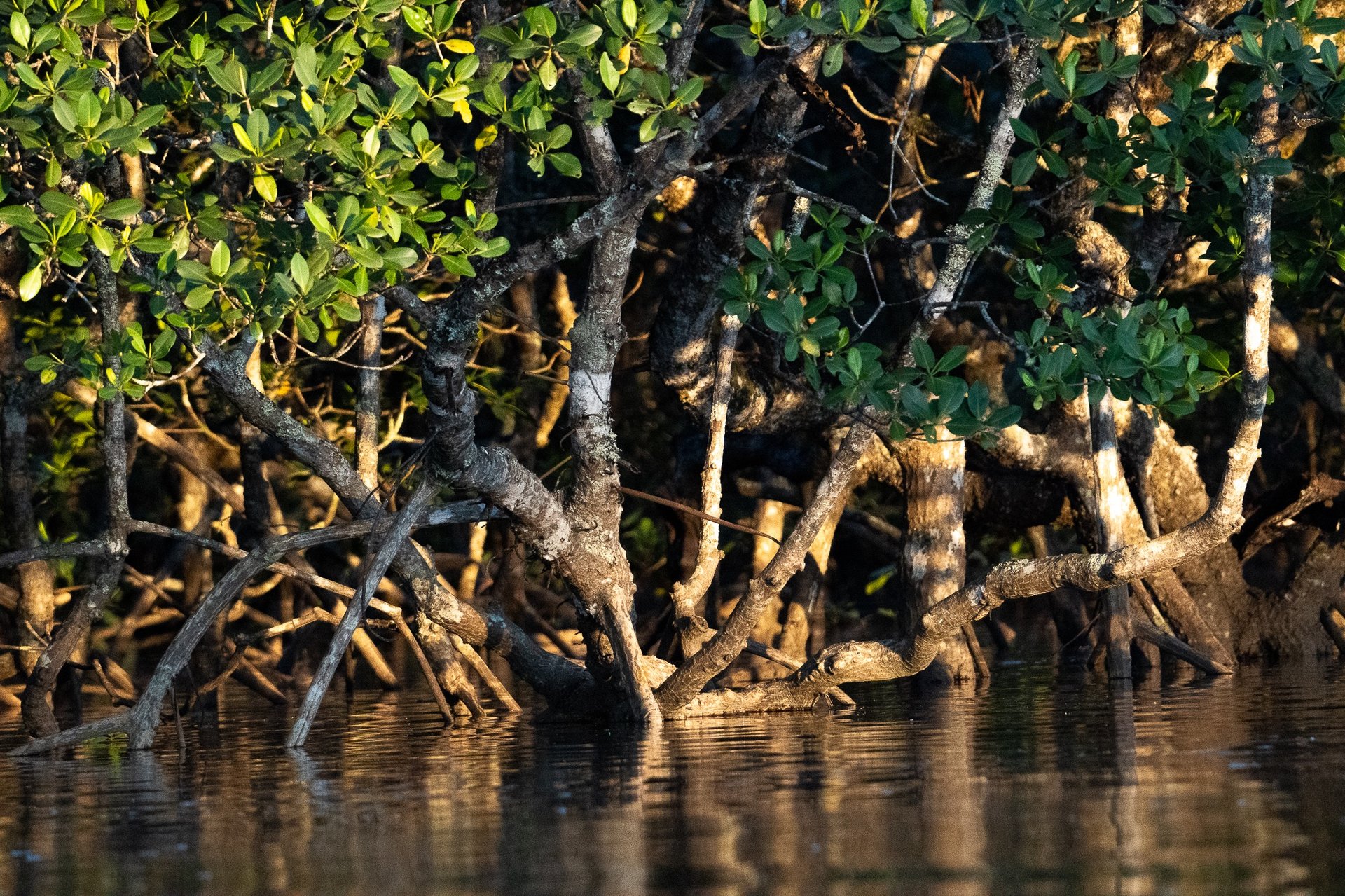 gray computer monitor