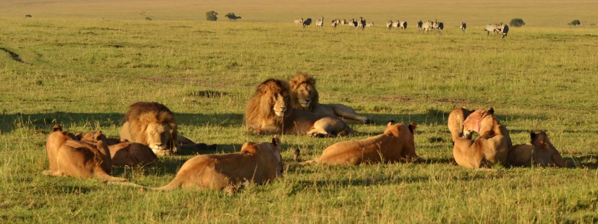 brown elephants on green grass field during daytime
