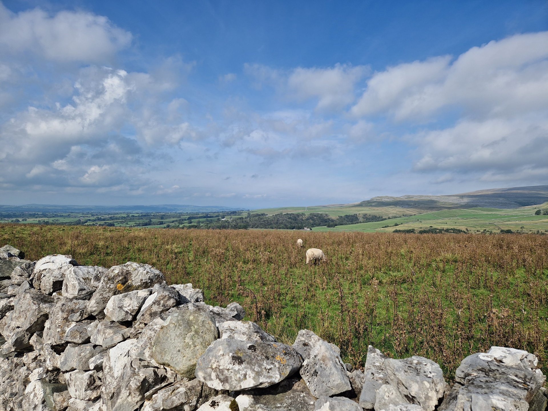 white cherry blossom in close up photography