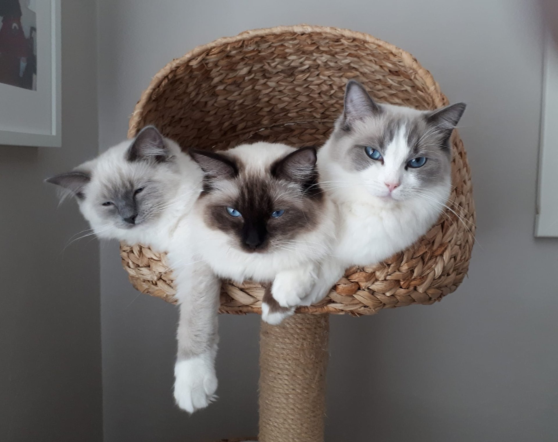 black and white bed linen