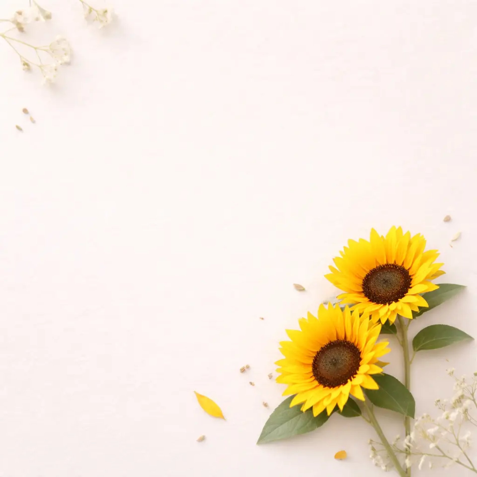 an olive branch with white flowers on a white background