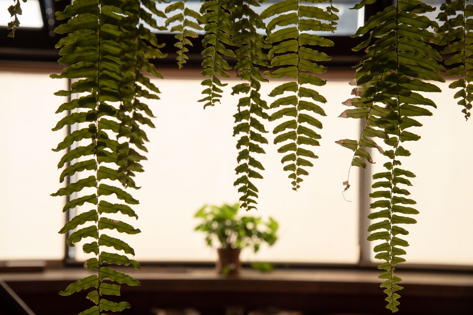 Felce interno hotel living room interior design