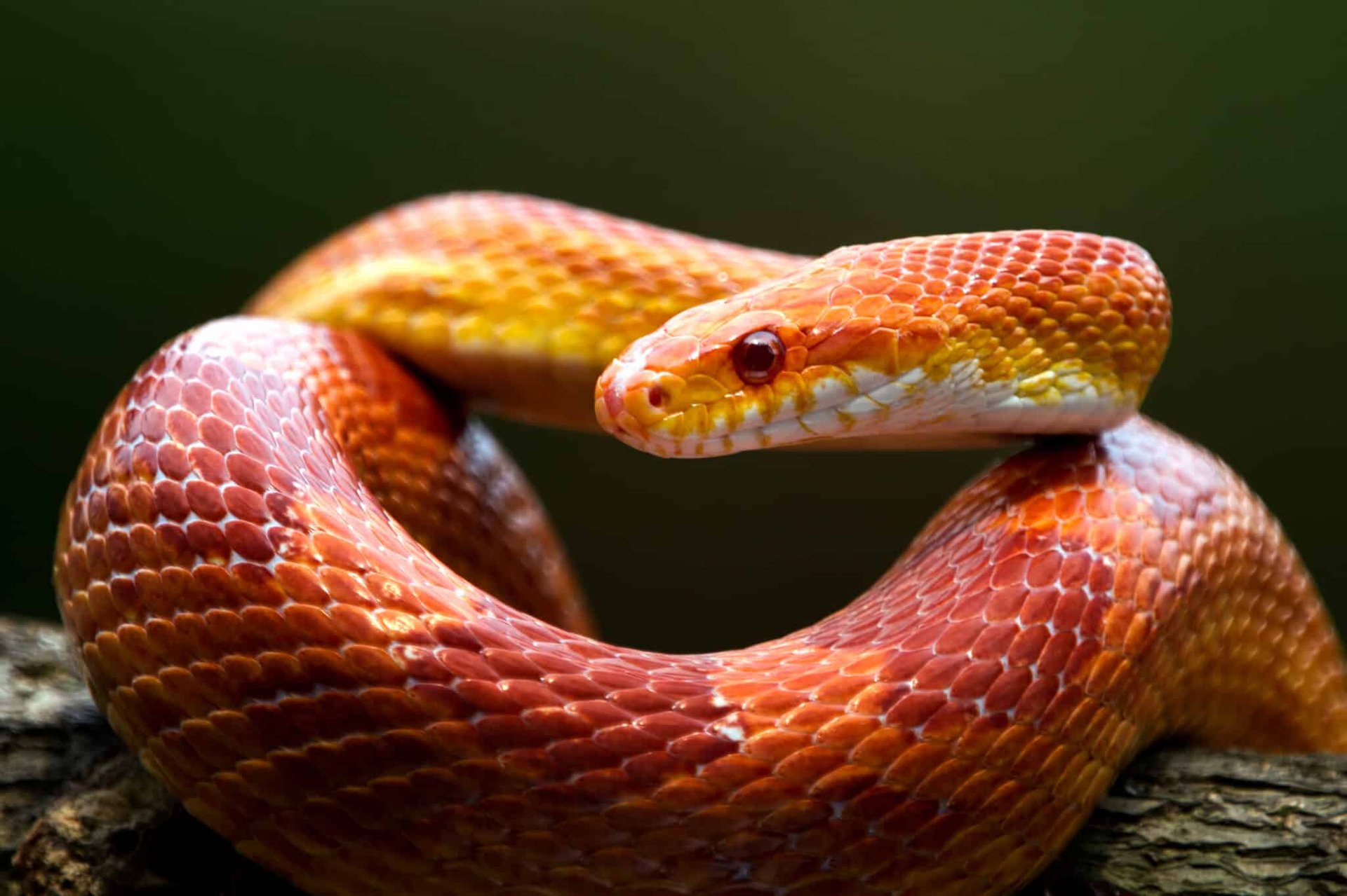 brown and white snake in close up photography
