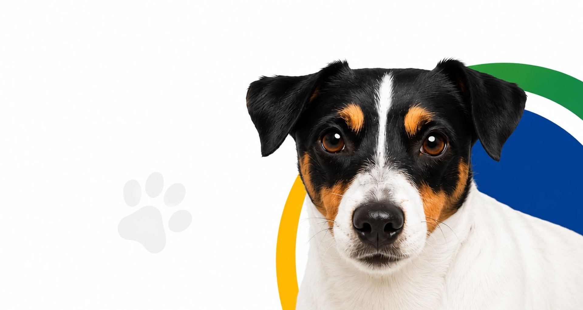 two dogs sitting on maroon area rug