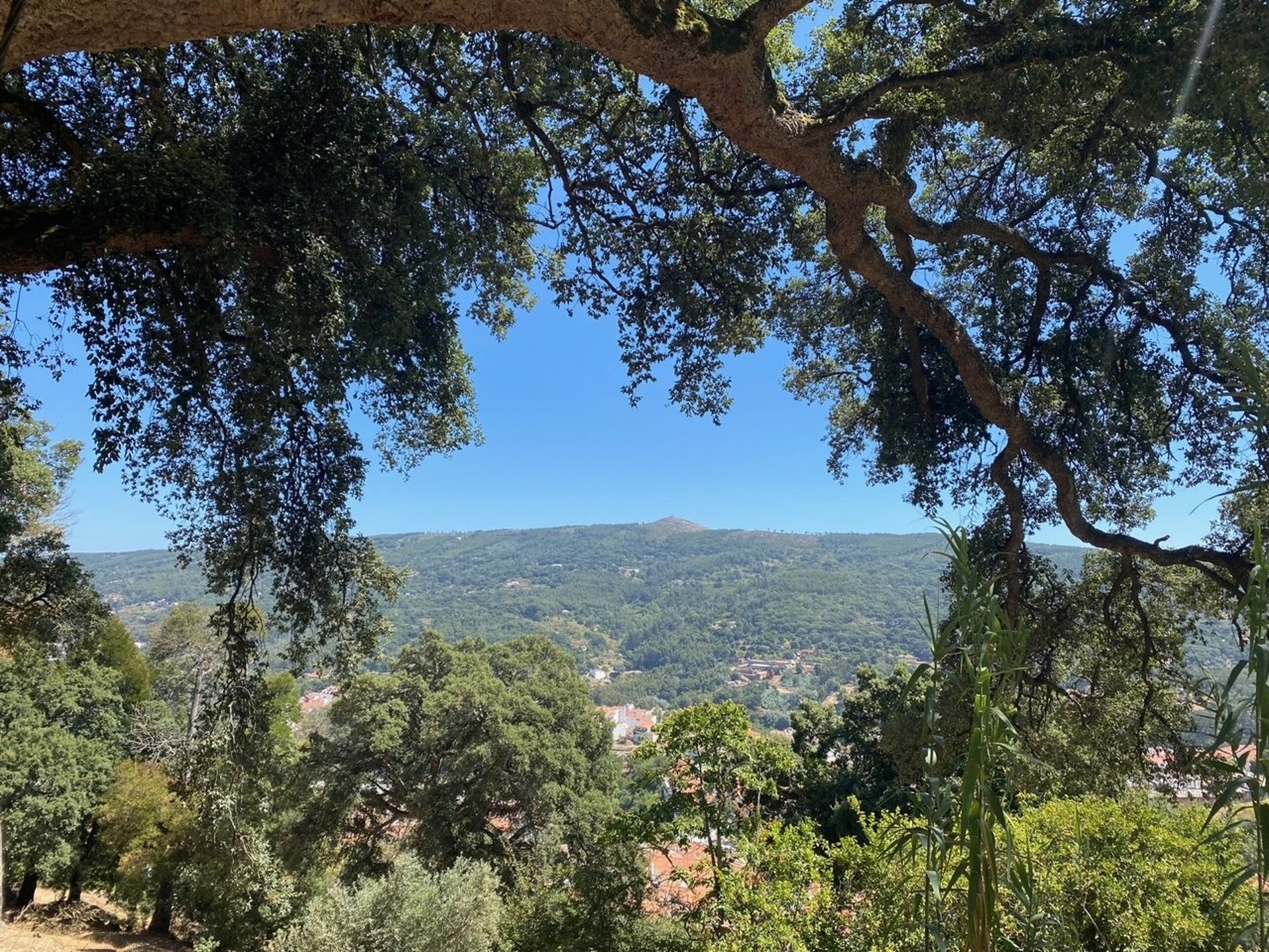 green trees and plants on the side of the mountain