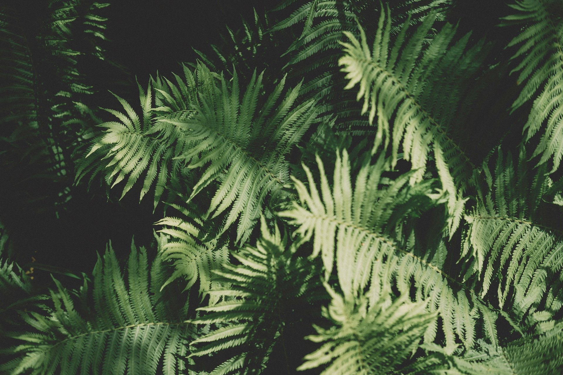 green fern