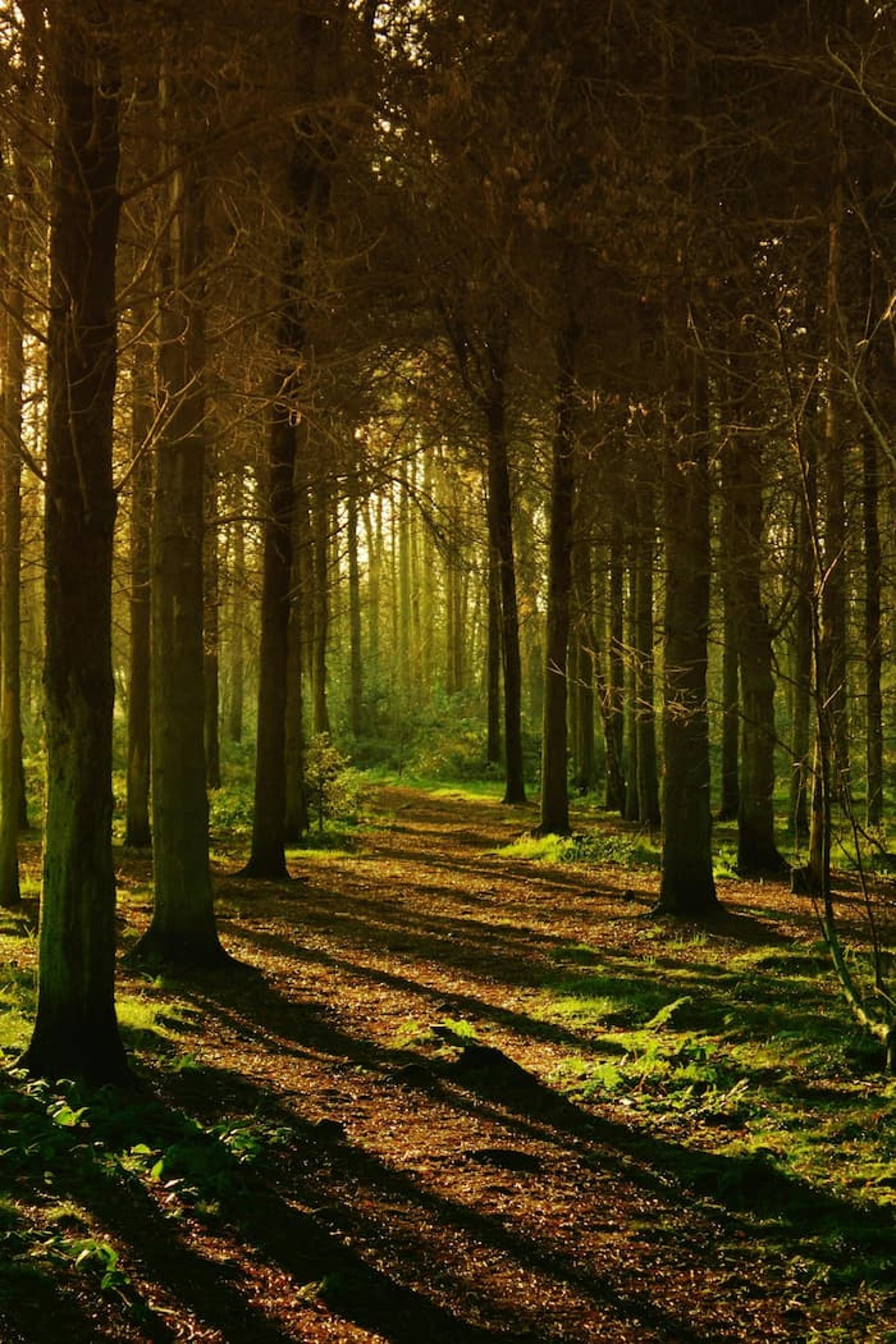 Sunlight forest trail wilderness survival, bushcraft, outdoor adventure, and self-reliance skills