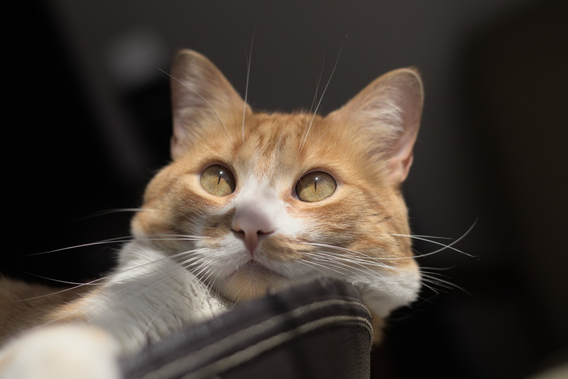 black and white bed linen