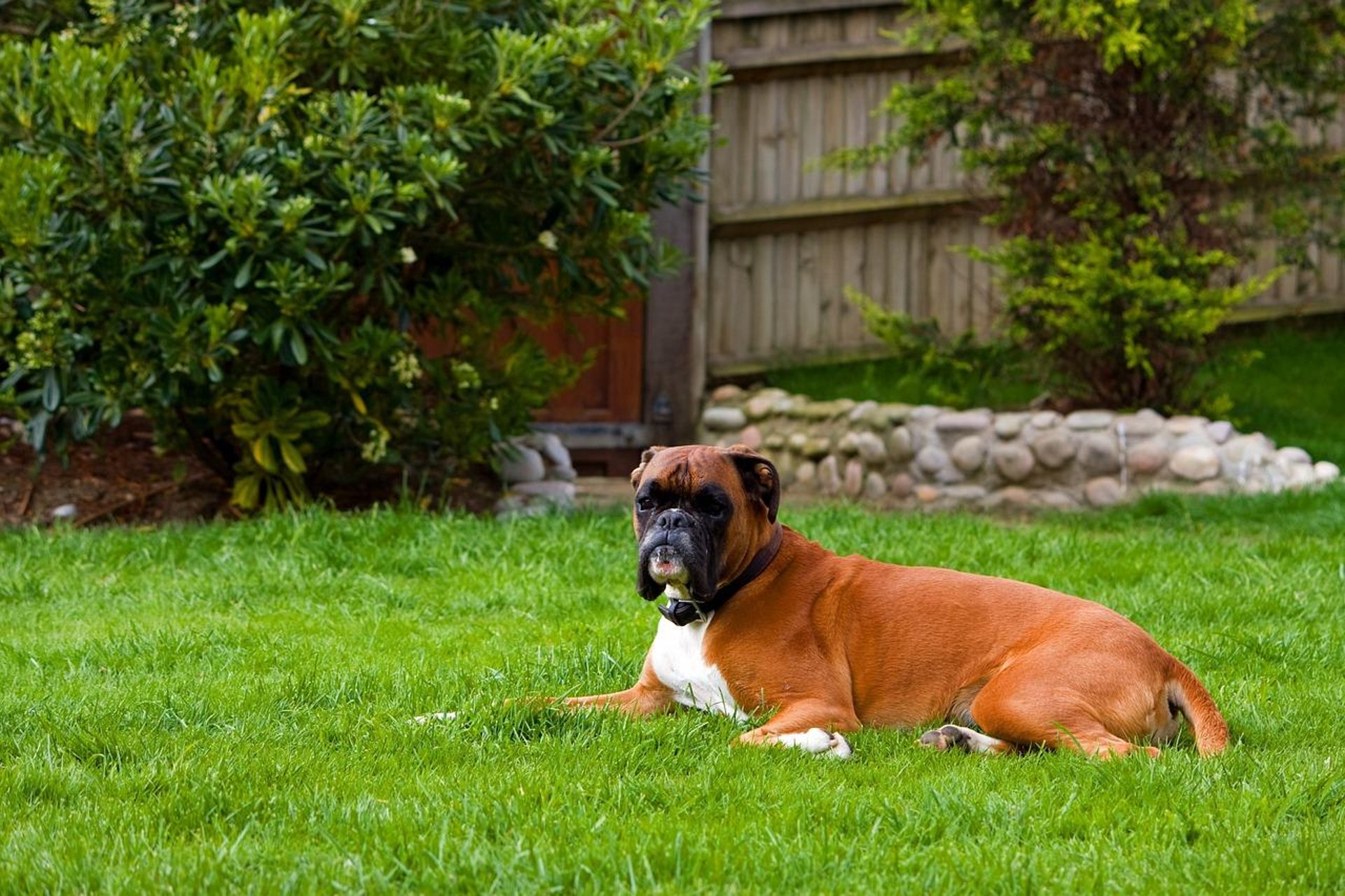 a brown and white dog laying on top of a lush green field