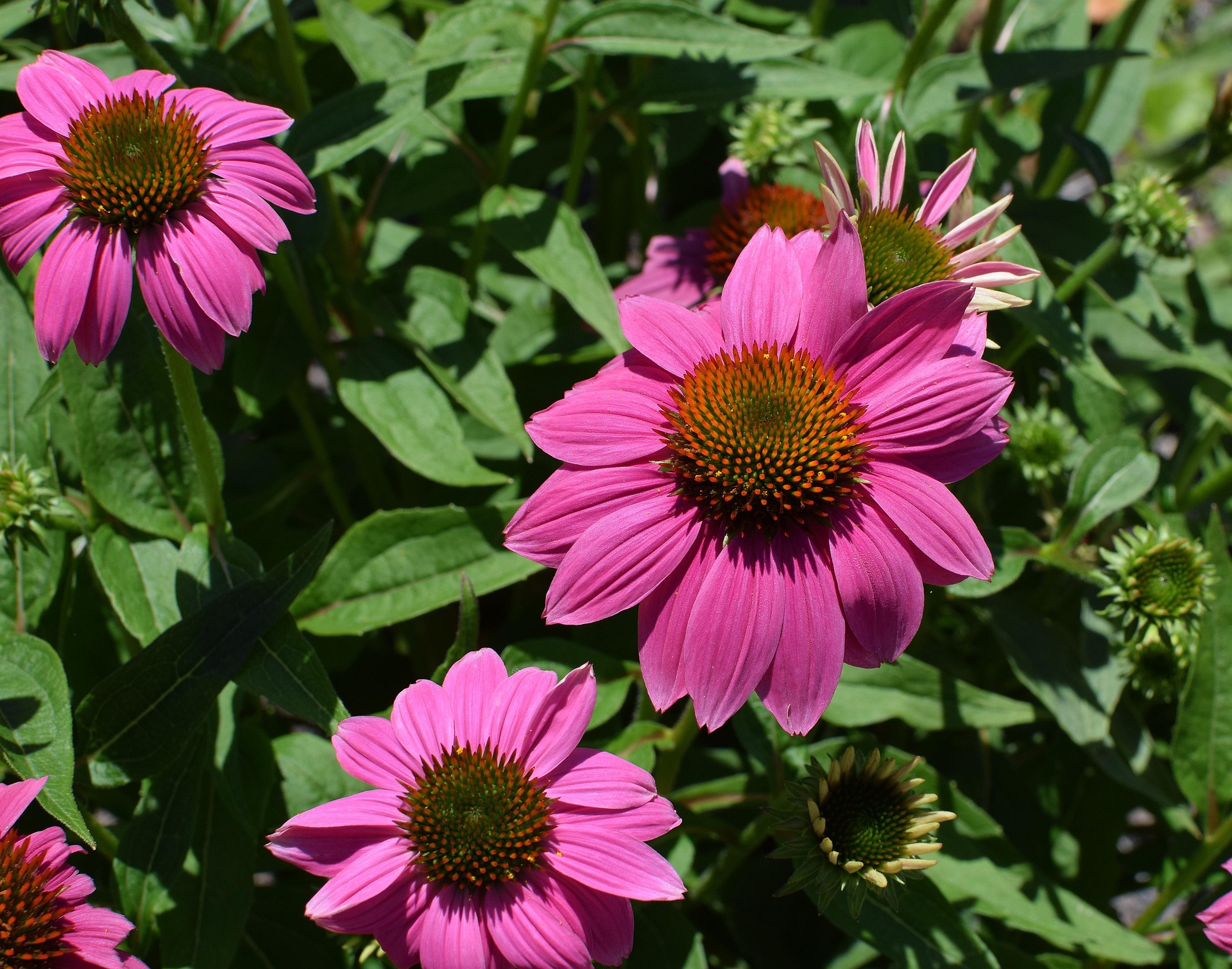 purple flower with green leaves