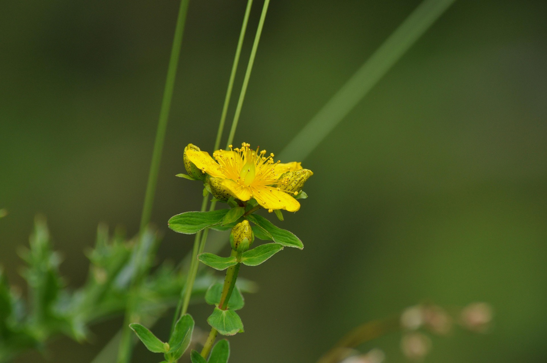 purple flower with green leaves