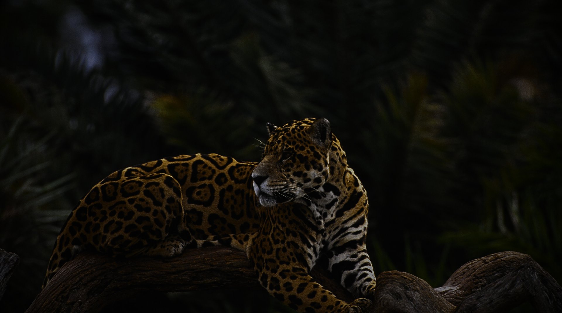 a large palm tree with a blue sky in the background