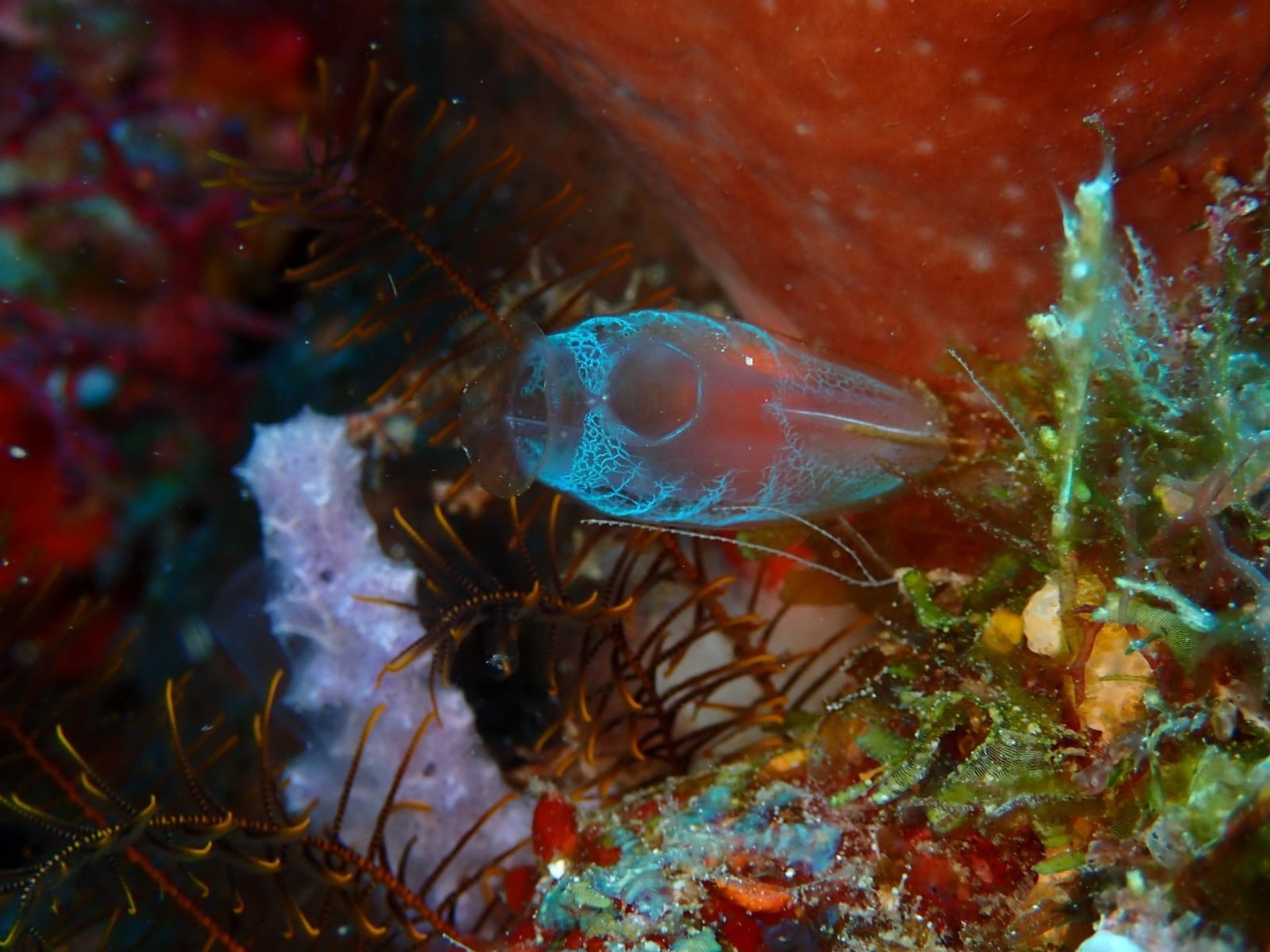 black and brown leather padded tub sofa