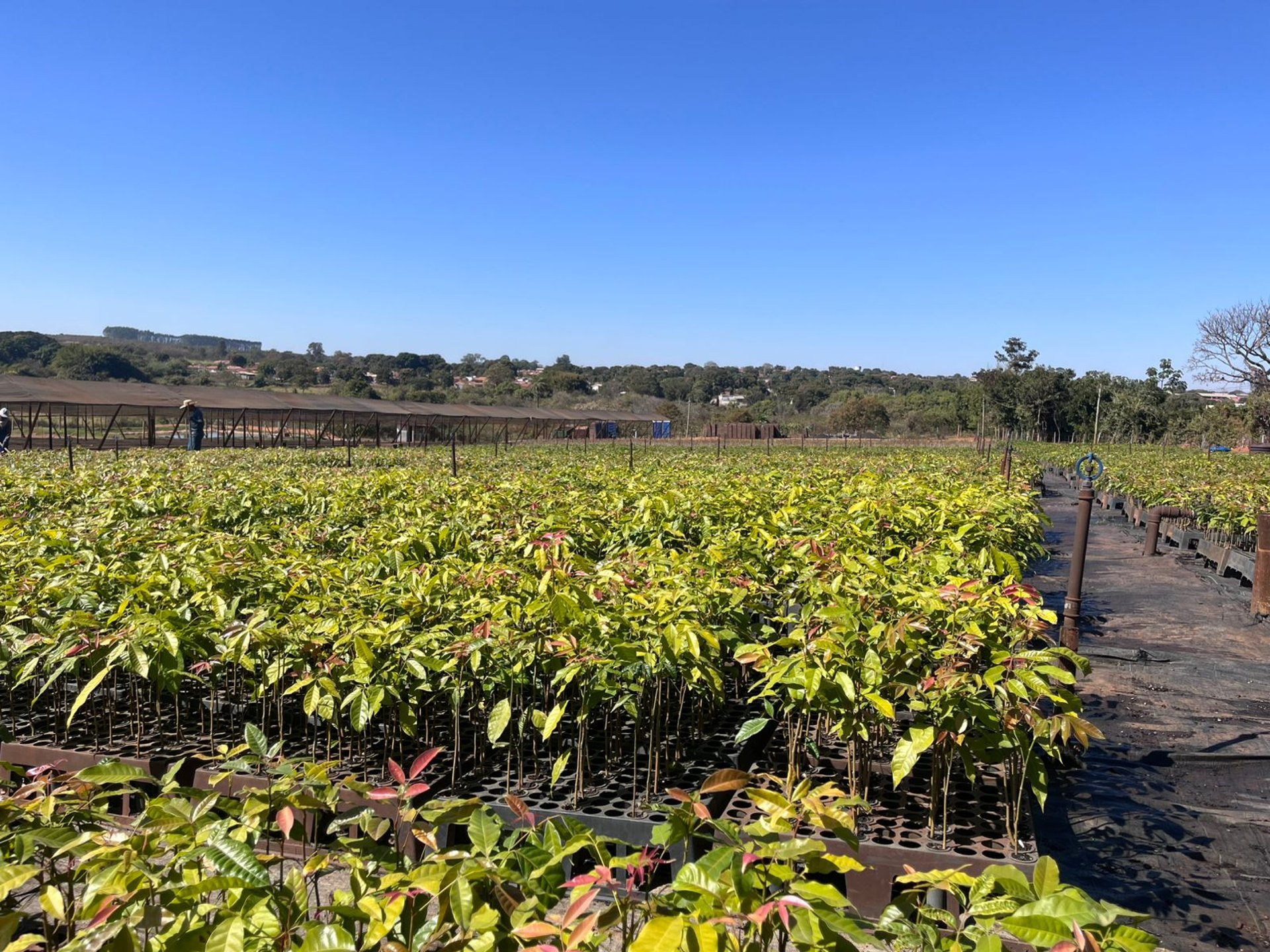 woman wearing yellow long-sleeved dress under white clouds and blue sky during daytime