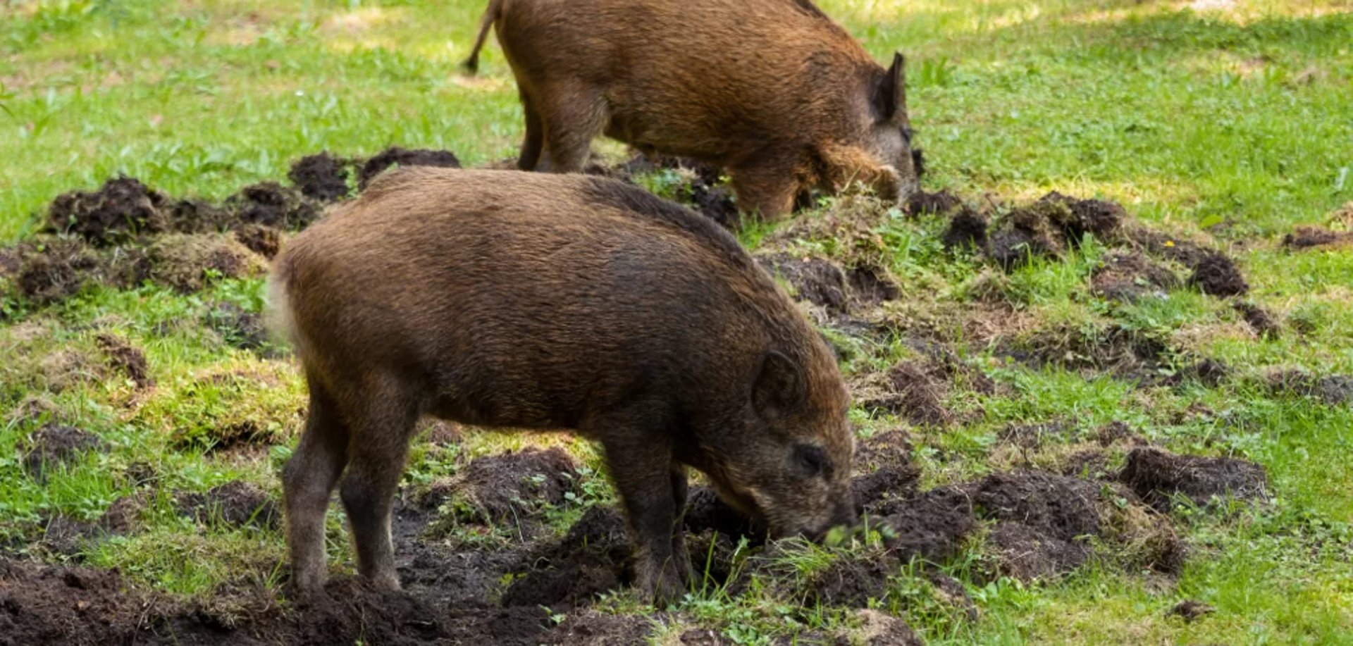 aerial shot of road surrounded by green trees