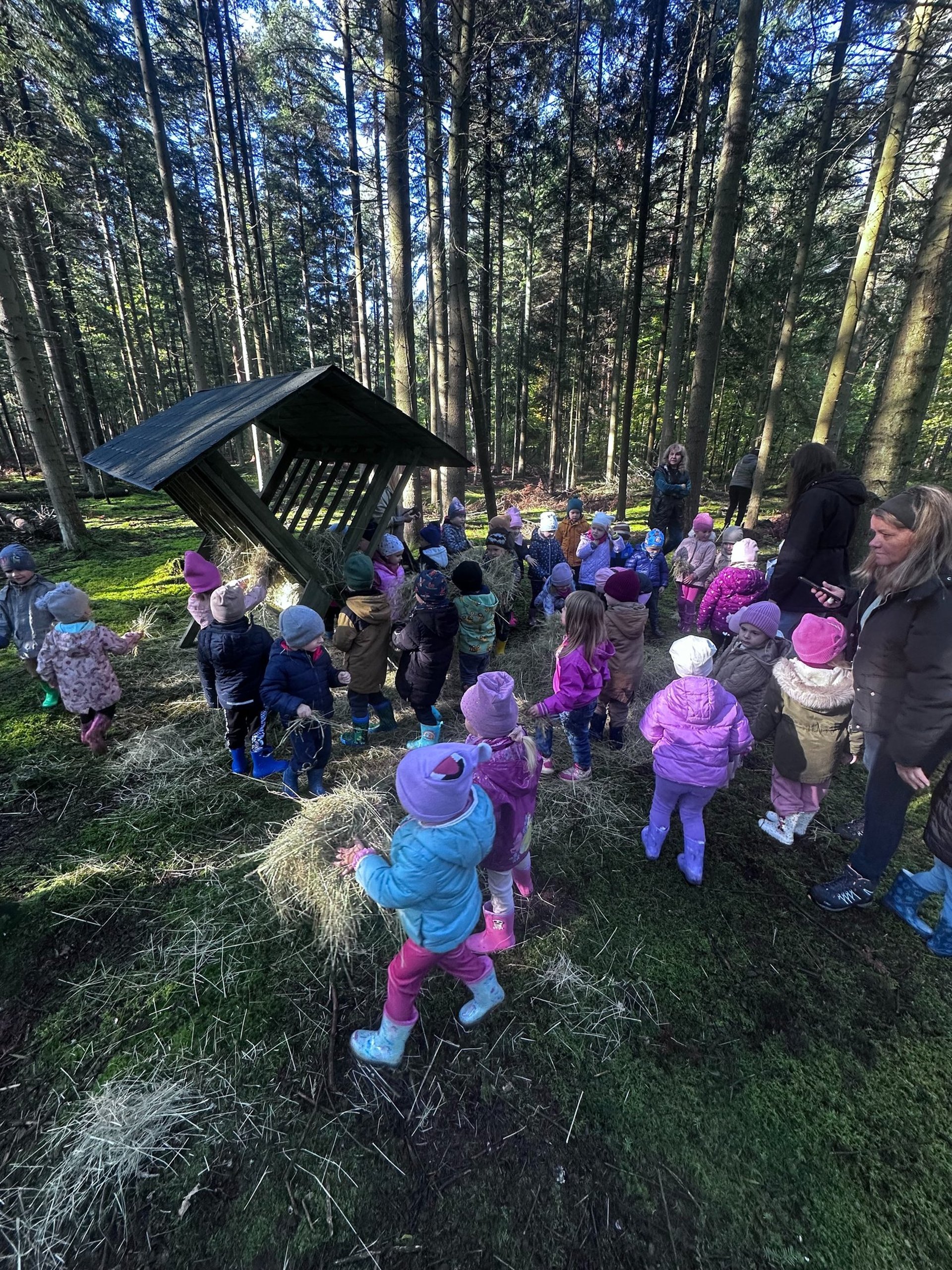 aerial shot of road surrounded by green trees