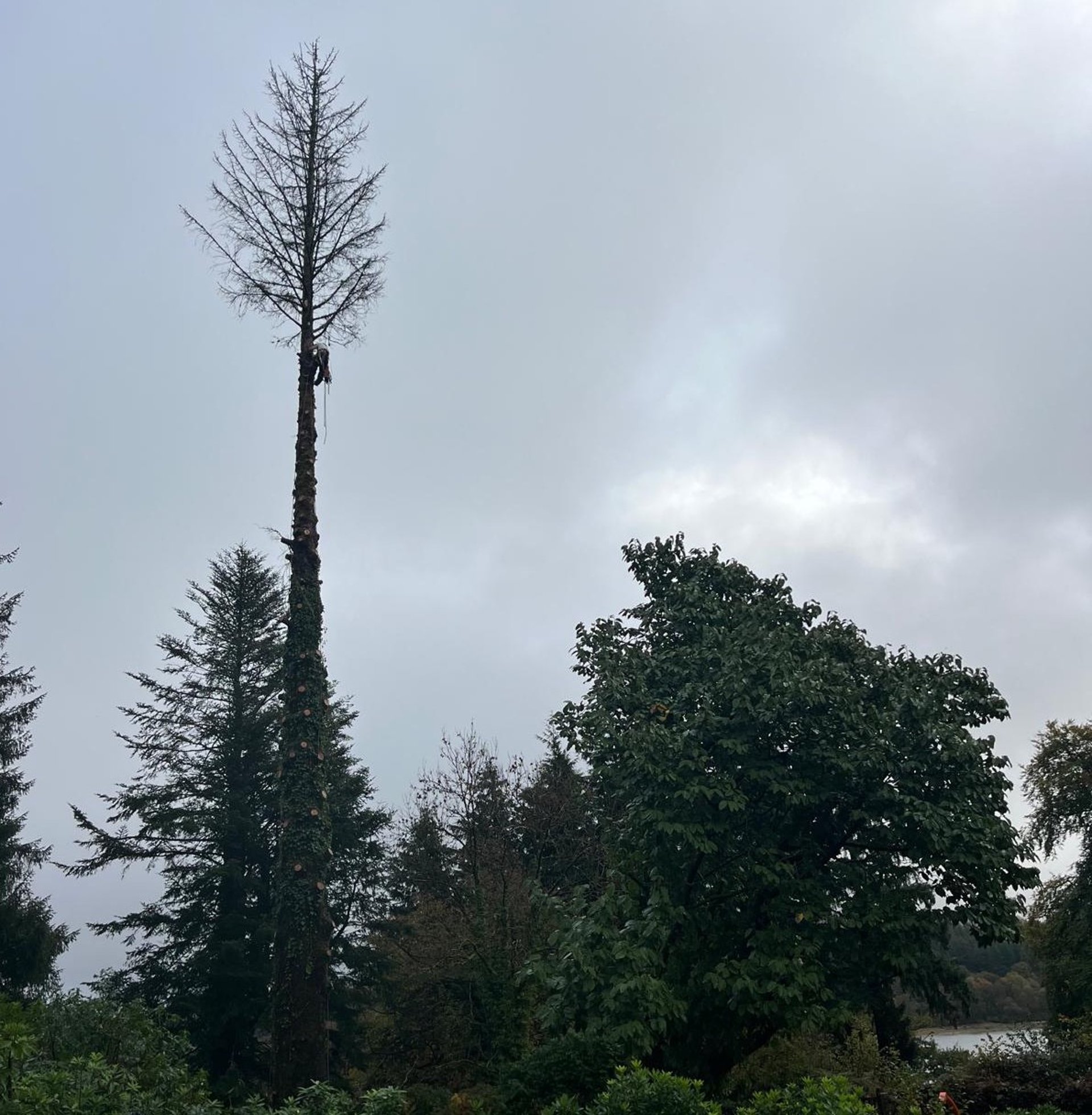 black and red Oregon chainsaw on brown wood plank